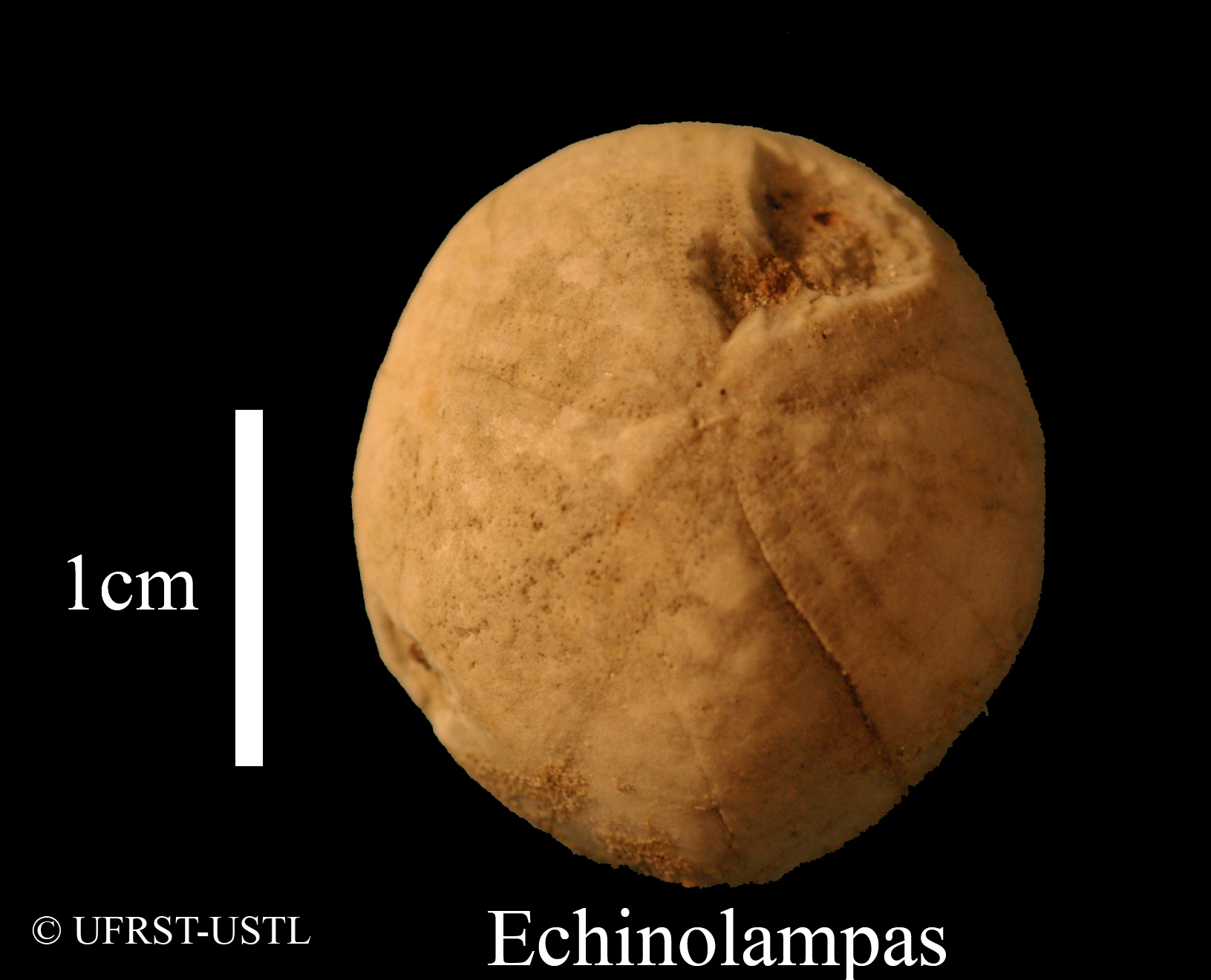 echinolampas-1 (UL-E 0111)