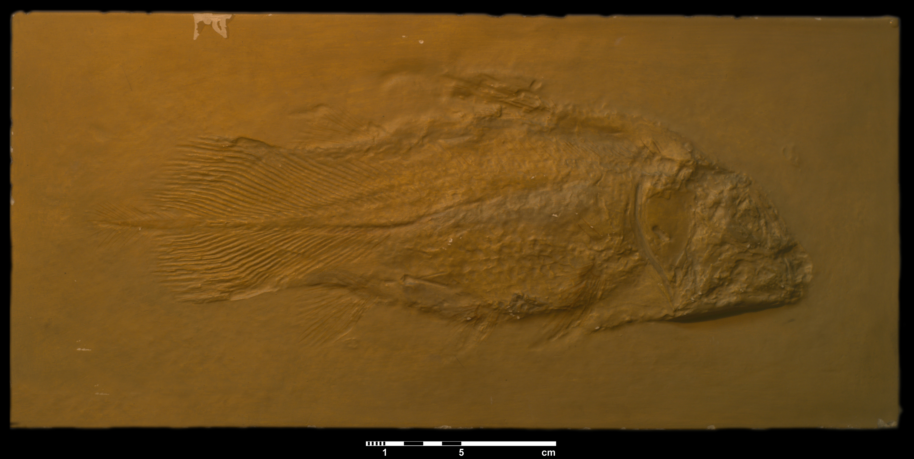 undina_penicillata-1 (C114)