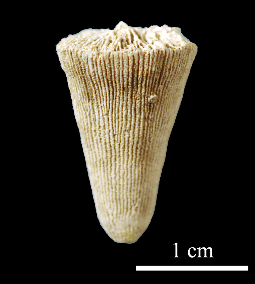 homalophyllum-2 (UL-C 0061)