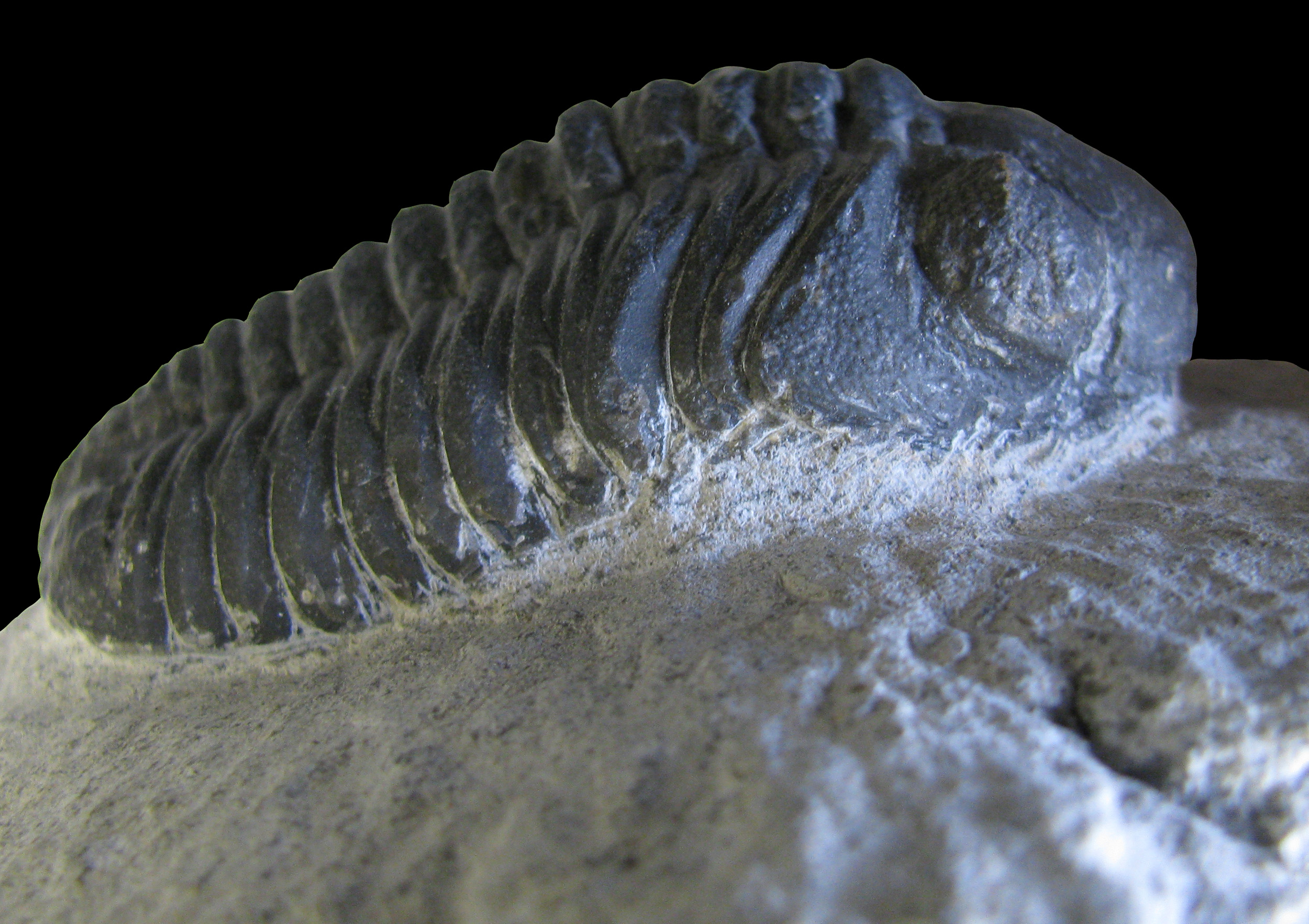 phacops-3 (UL-A 0002)