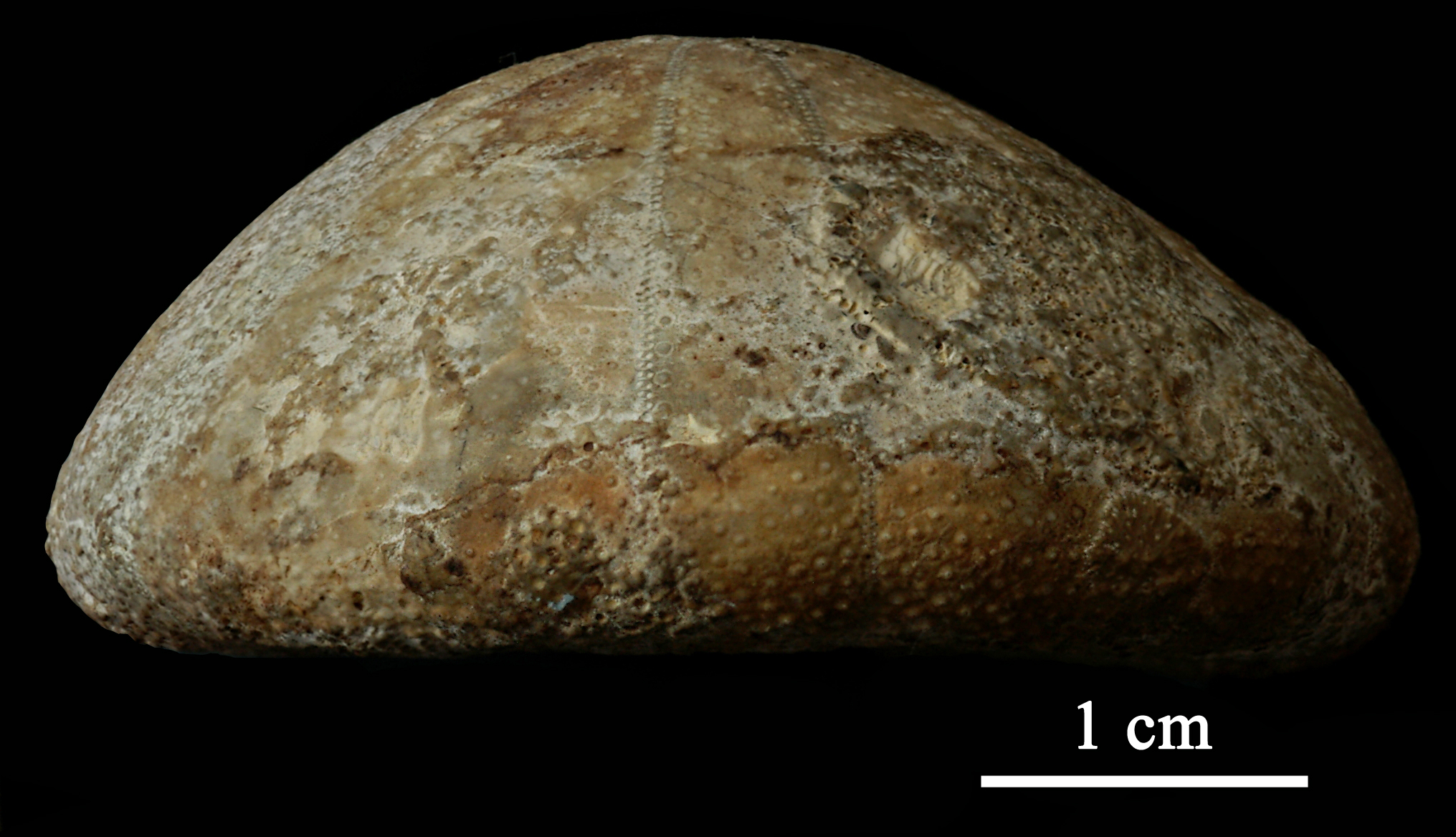 holectypus-1 (UL-E 0139)