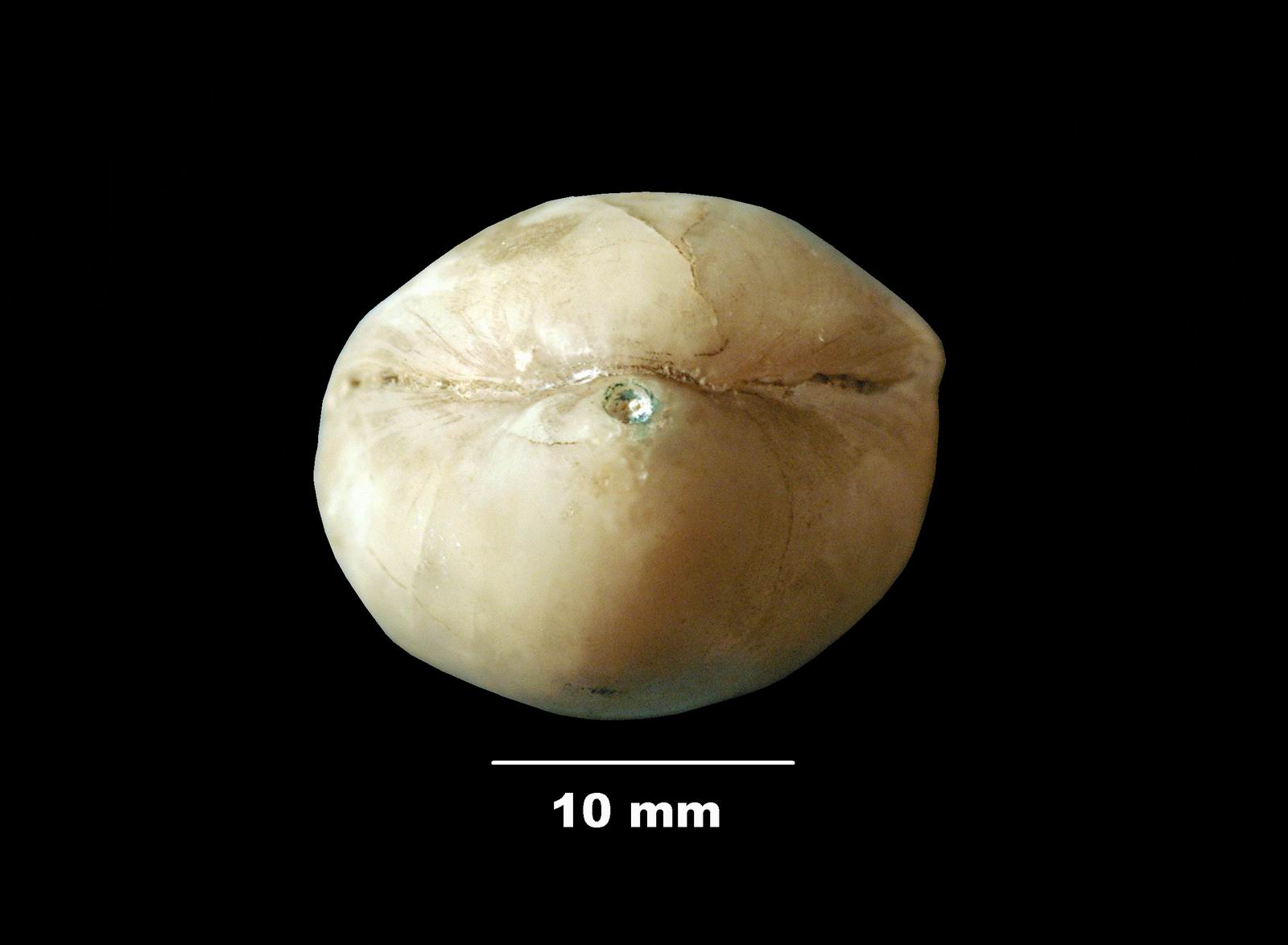 gibbithyris_semiglobosa-5 (UL-B 00013)