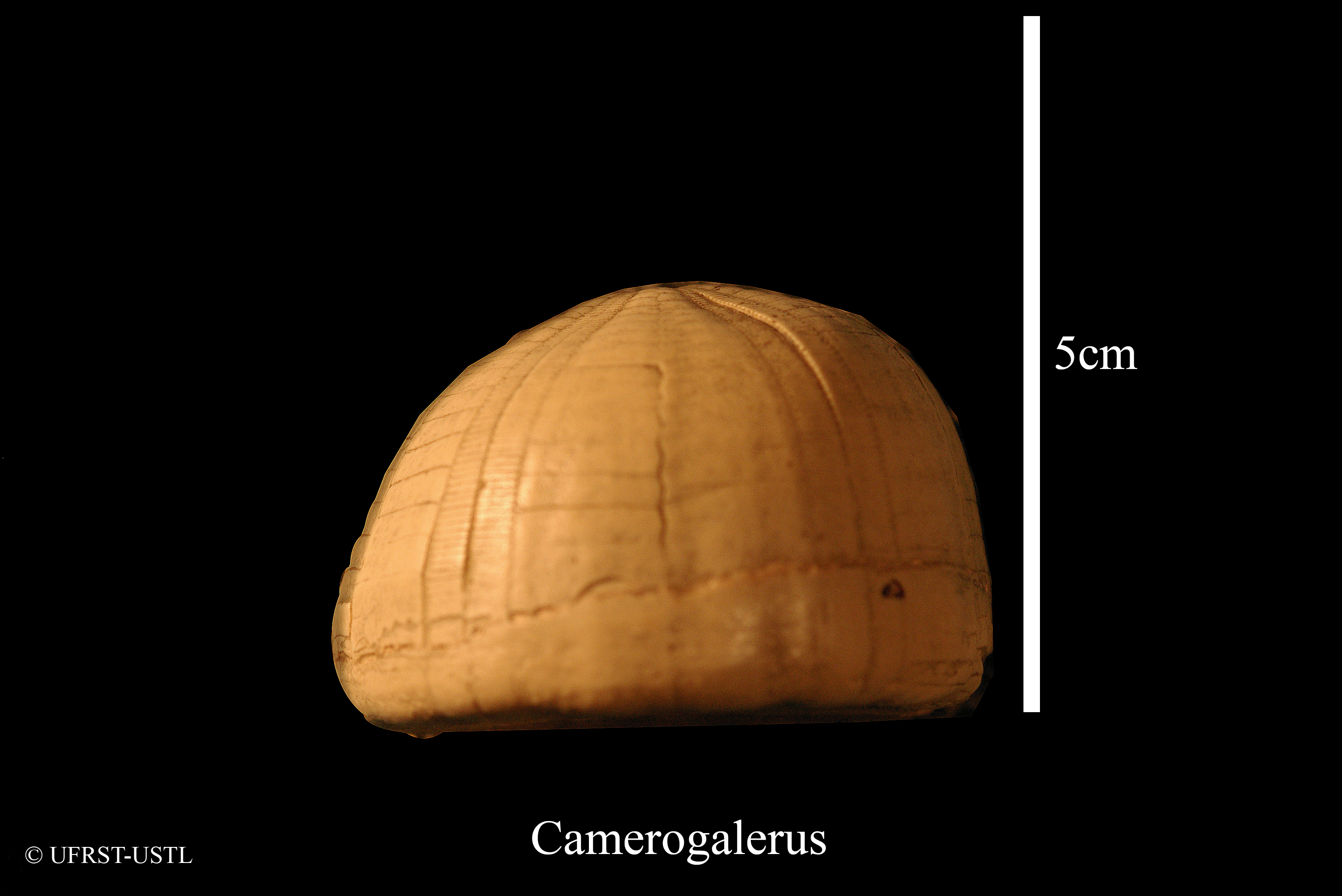 camerogalerus-3 (UL-E 0153)