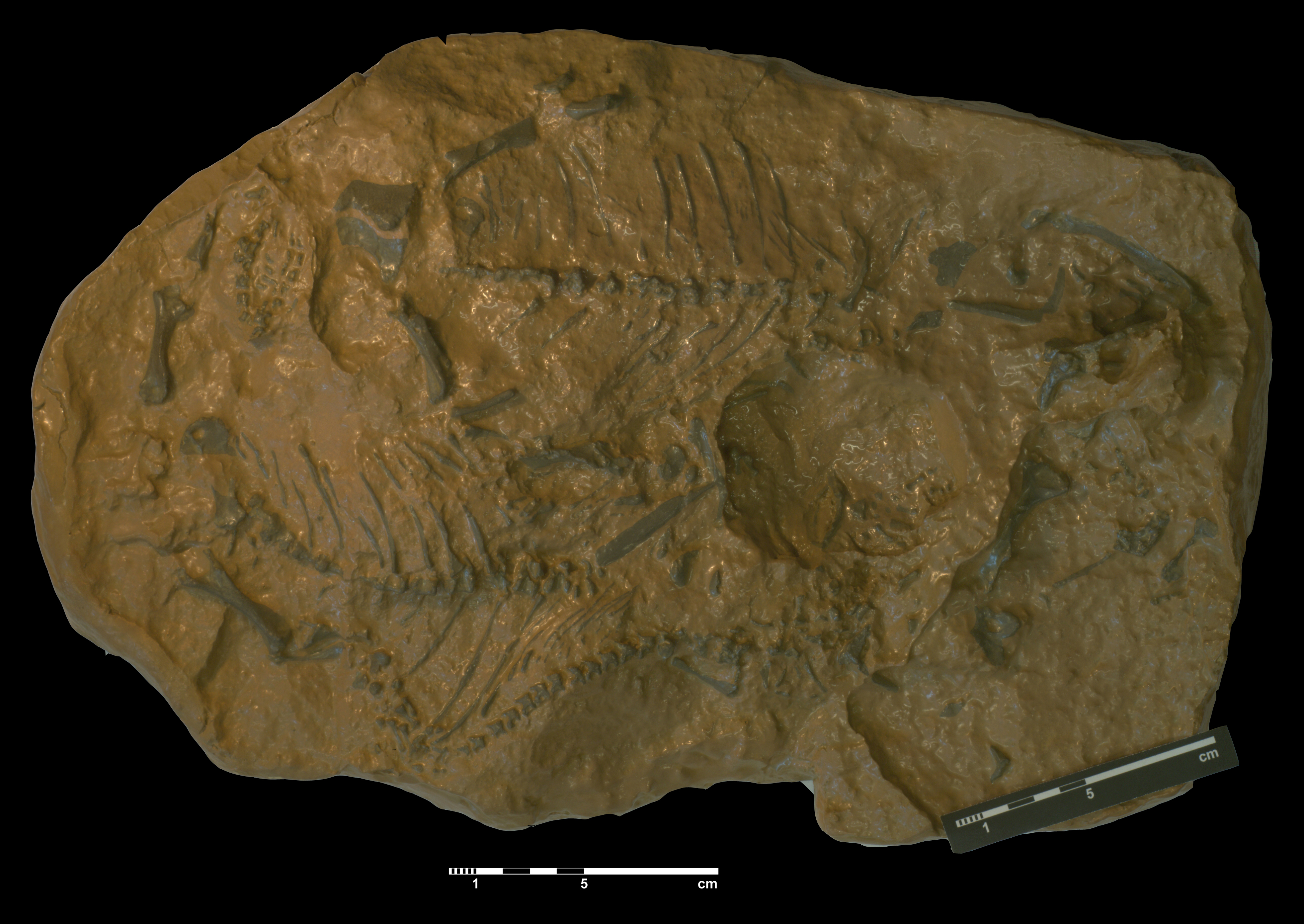 koiloskiosaurus_coburgiensis-2 (C158B)
