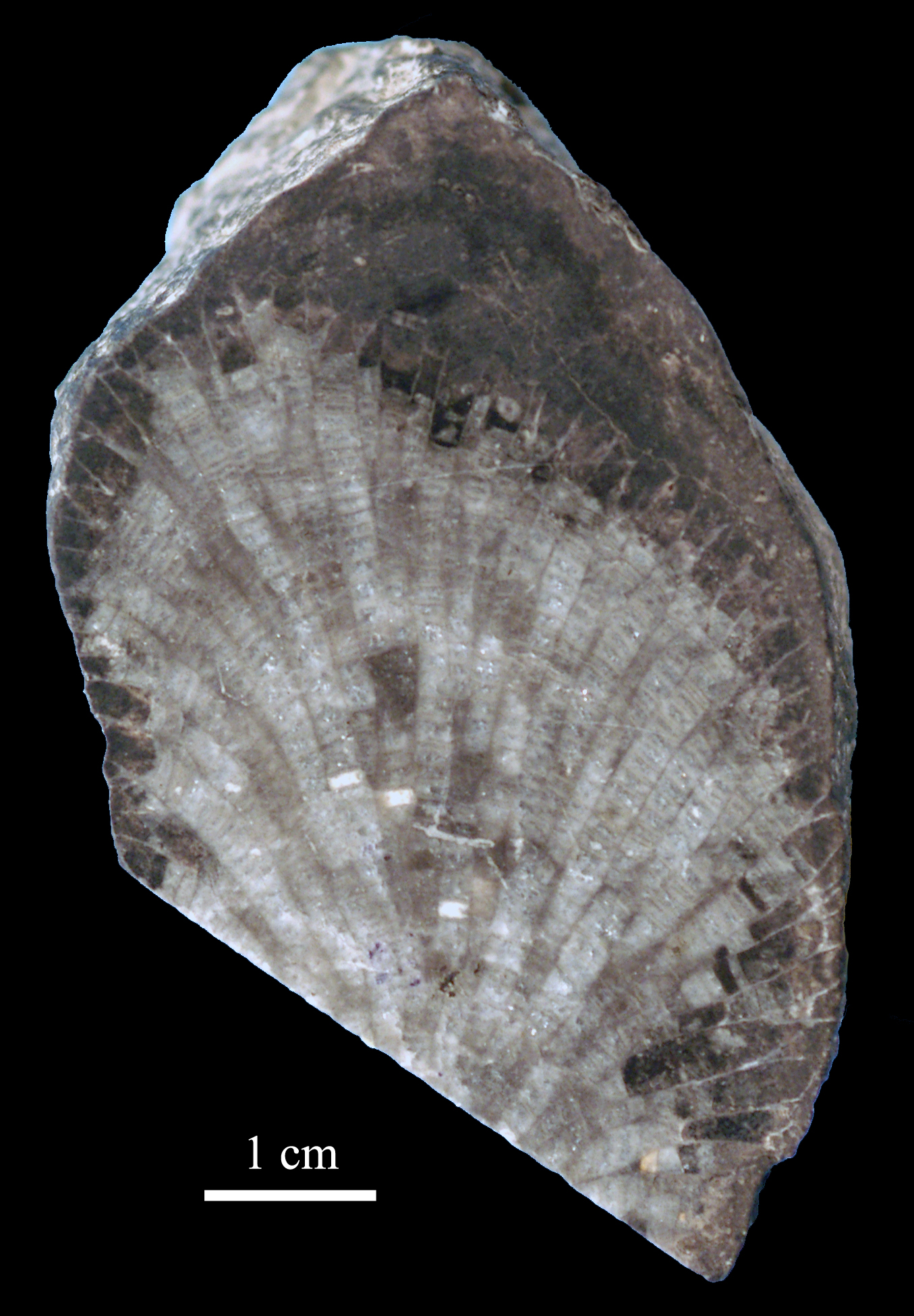 favosites-2 (UL-C 0010)