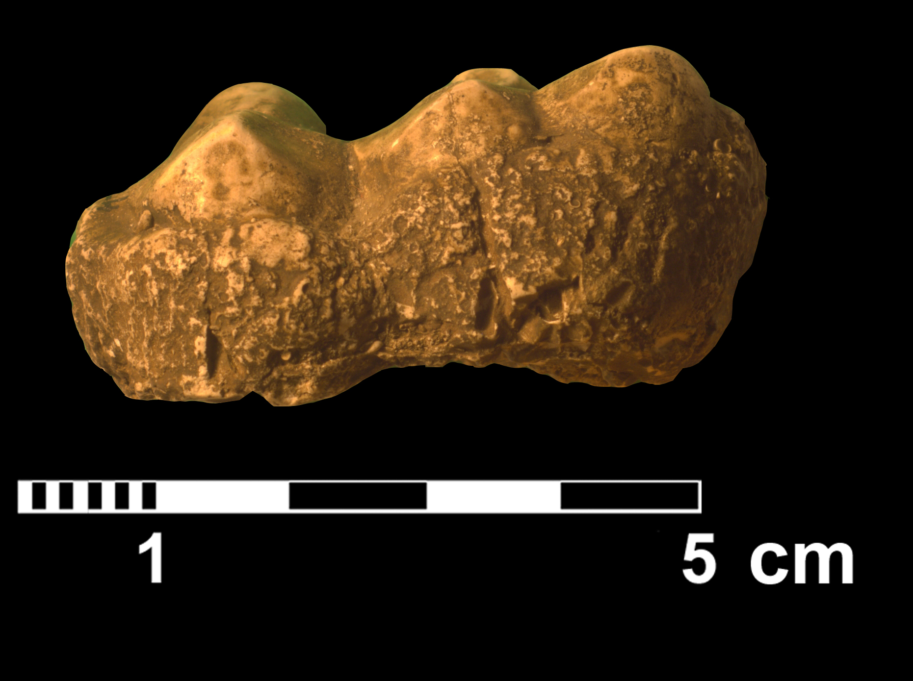 gomphotherium_sp2-2 (VTP24)