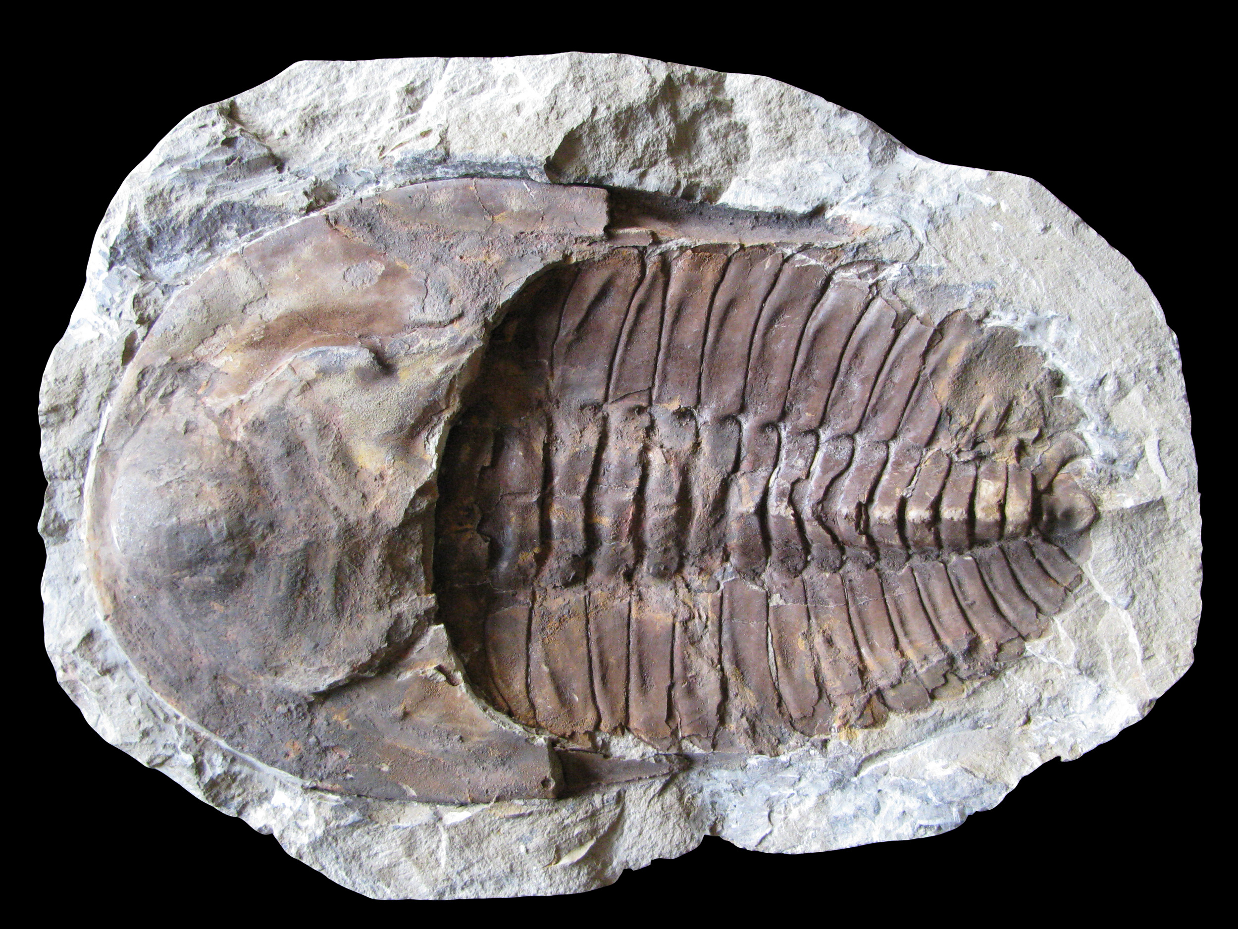 cambropallas1-3 (UL-A 0011)