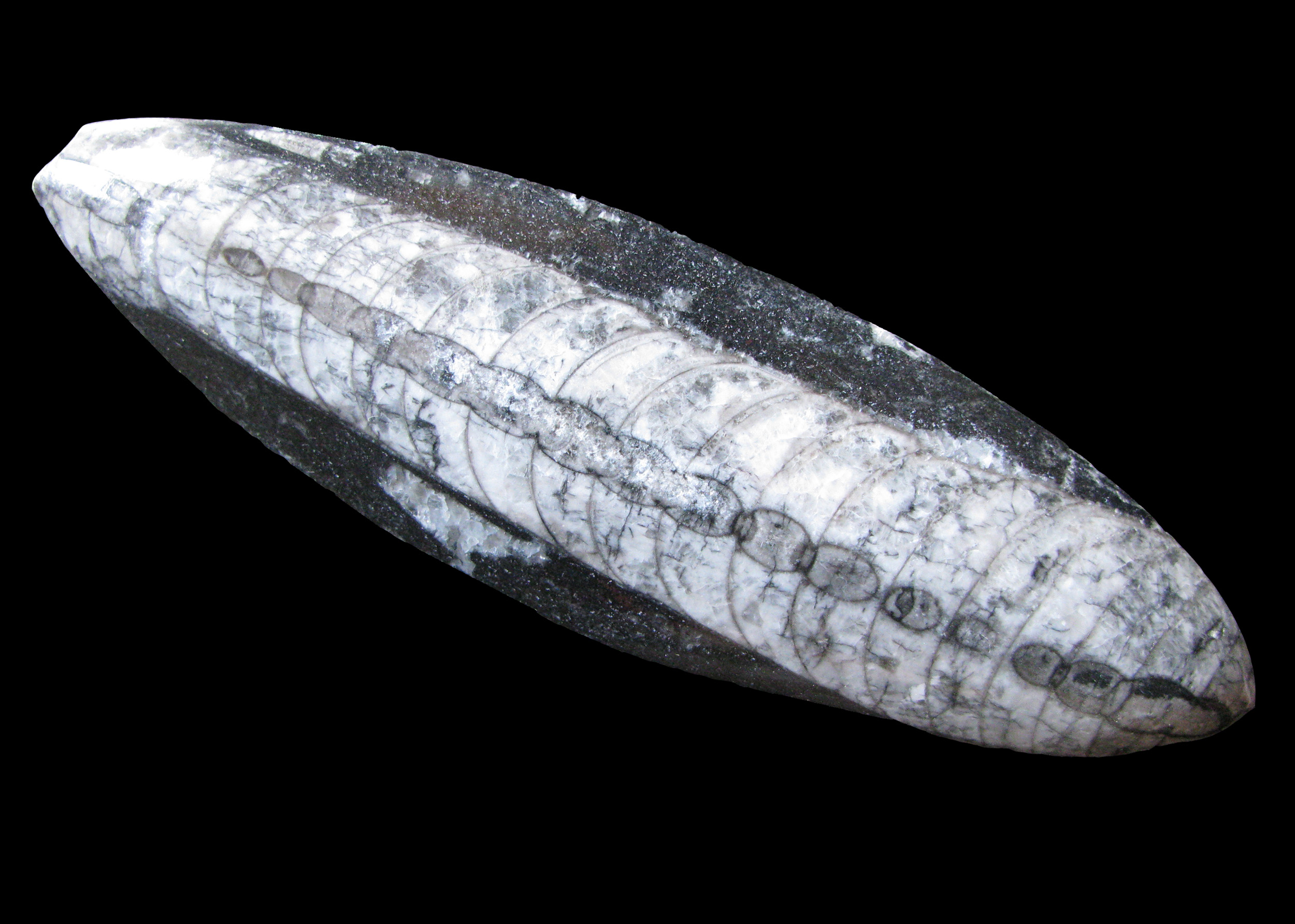 orthoceras1-1 (UL-M 0006)