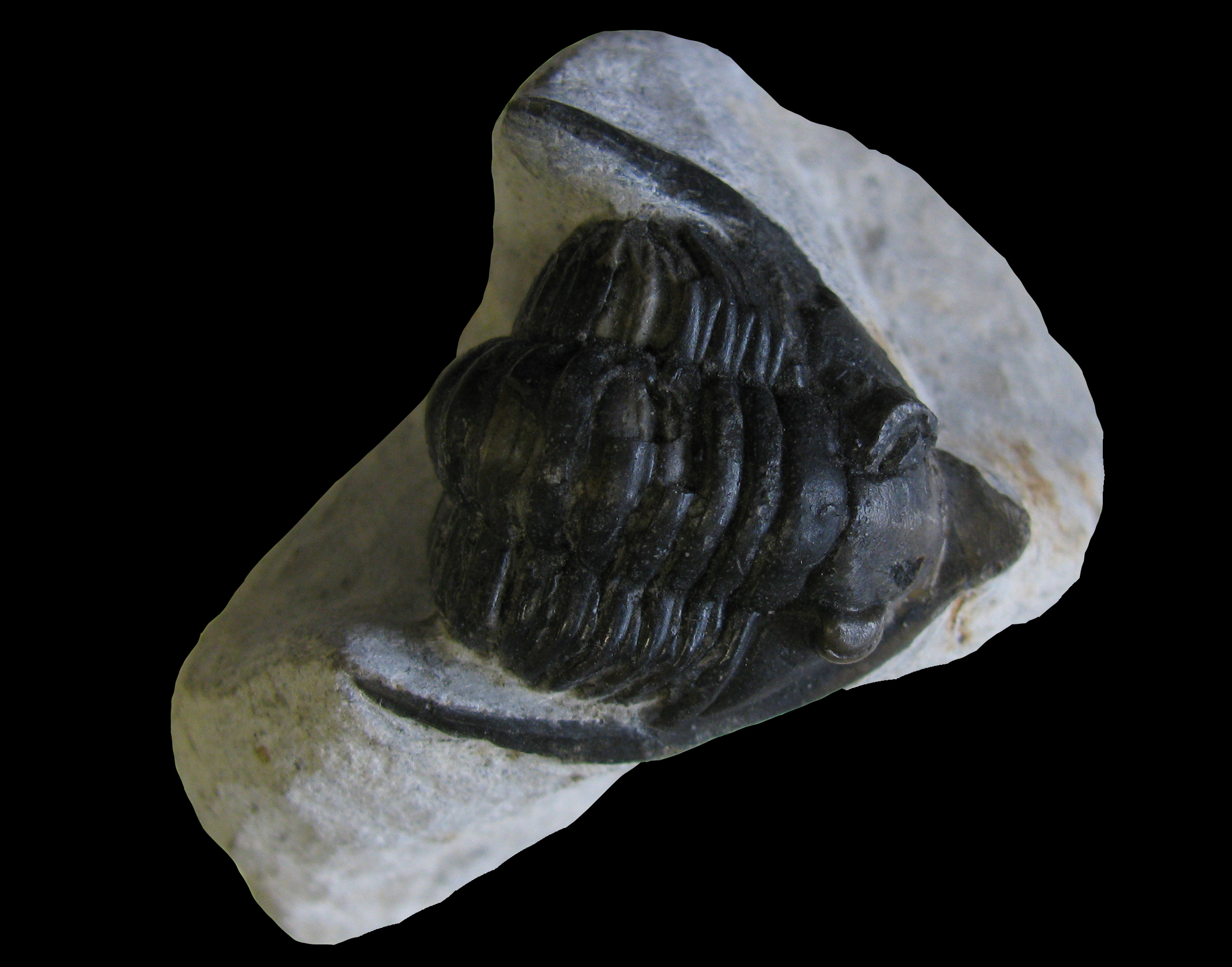 diademaproetus-1 (UL-A 0008)