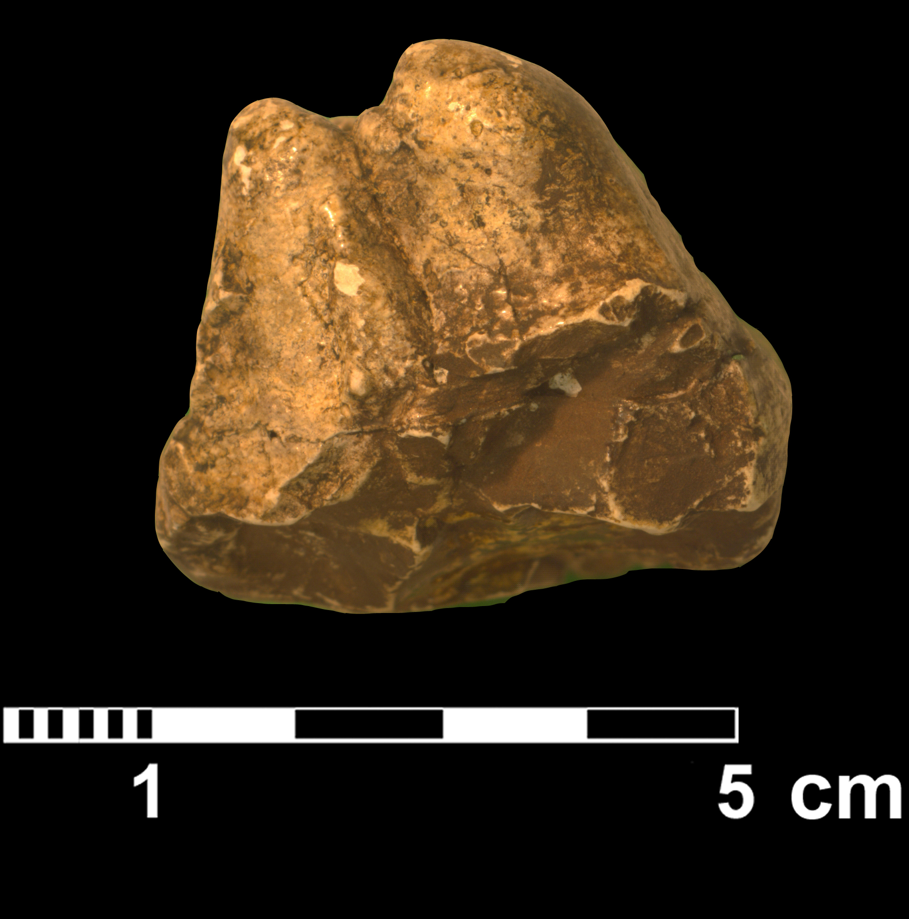 gomphotherium_sp1-4 (M75)