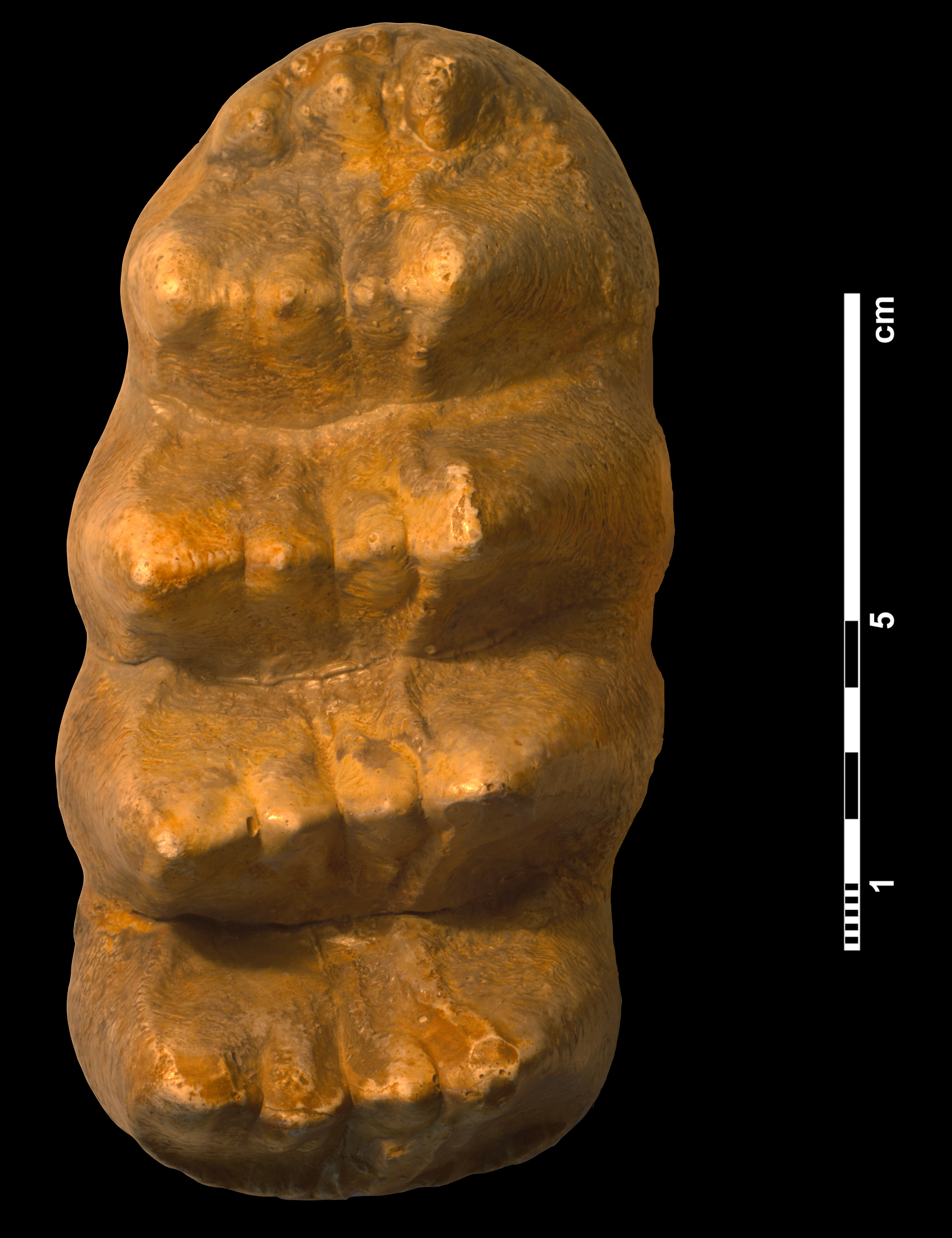 mammut_borsoni-6 (M394)