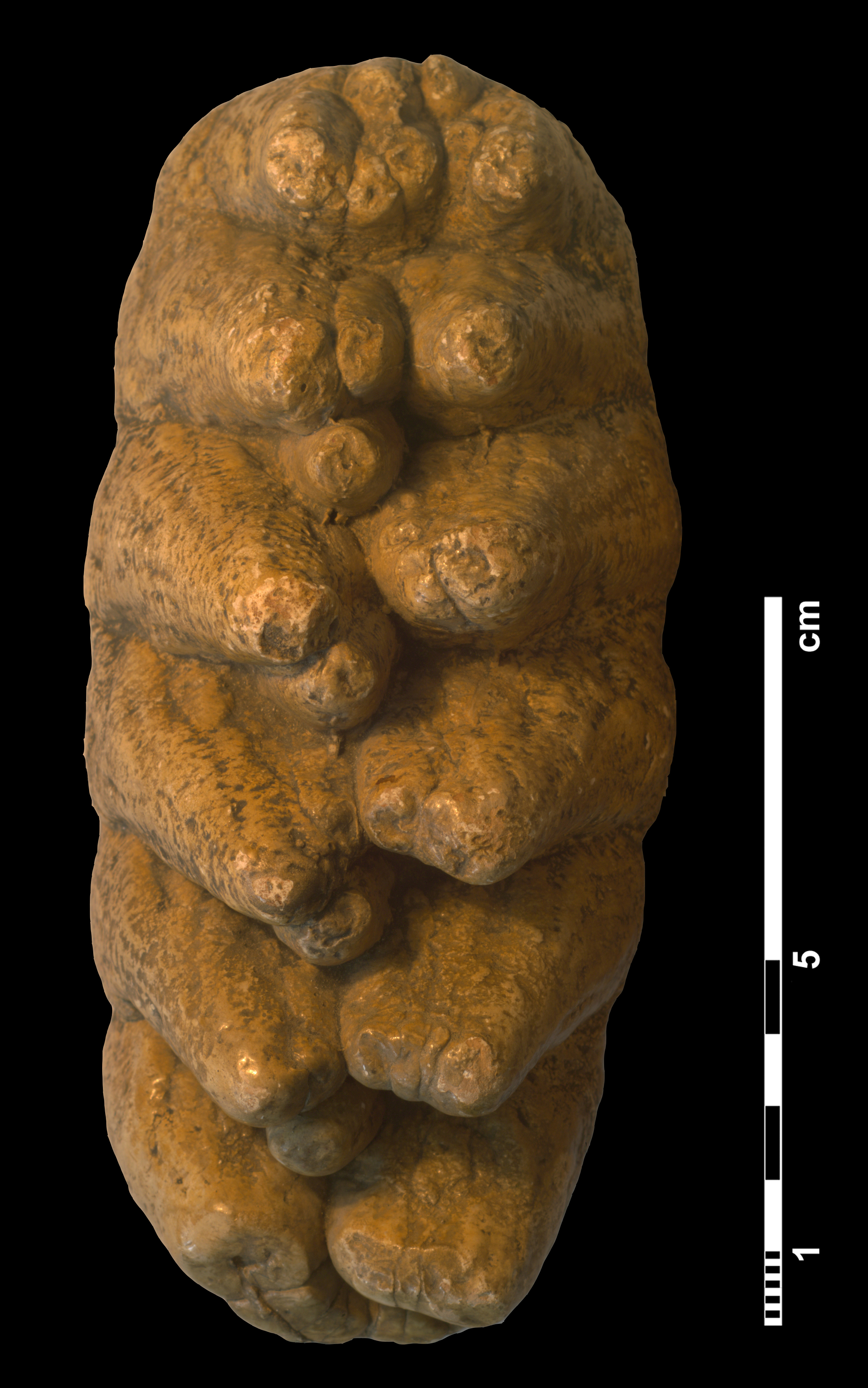 anancus_arvernensis-1 (M90)