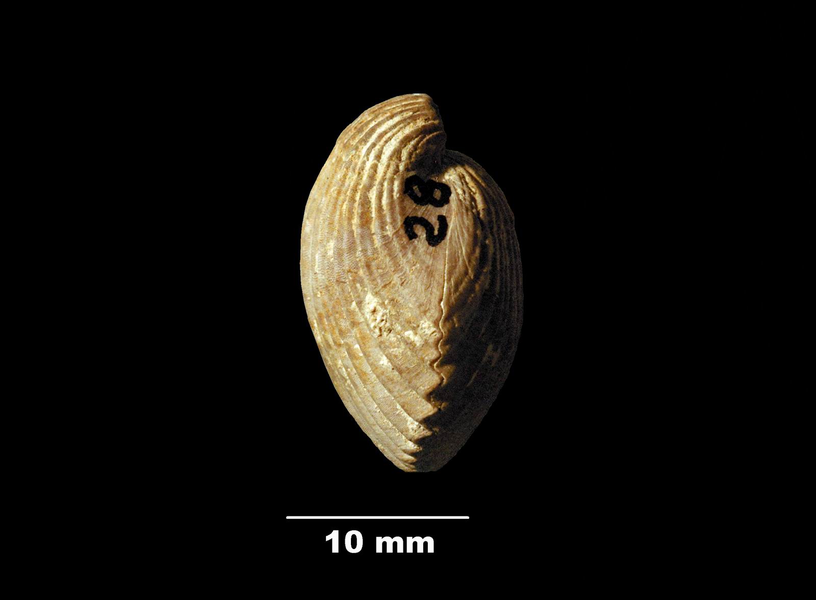 eudesia_cardium-3 (UL-B 00040)