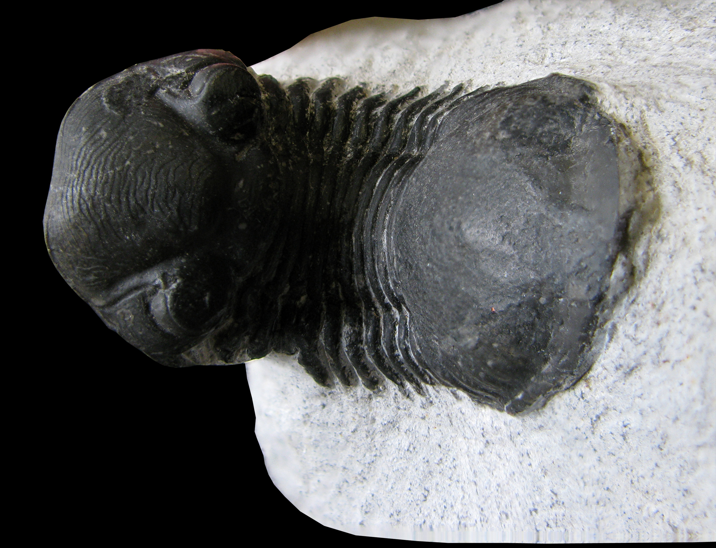 paralejurus1-3 (UL-A 0003)