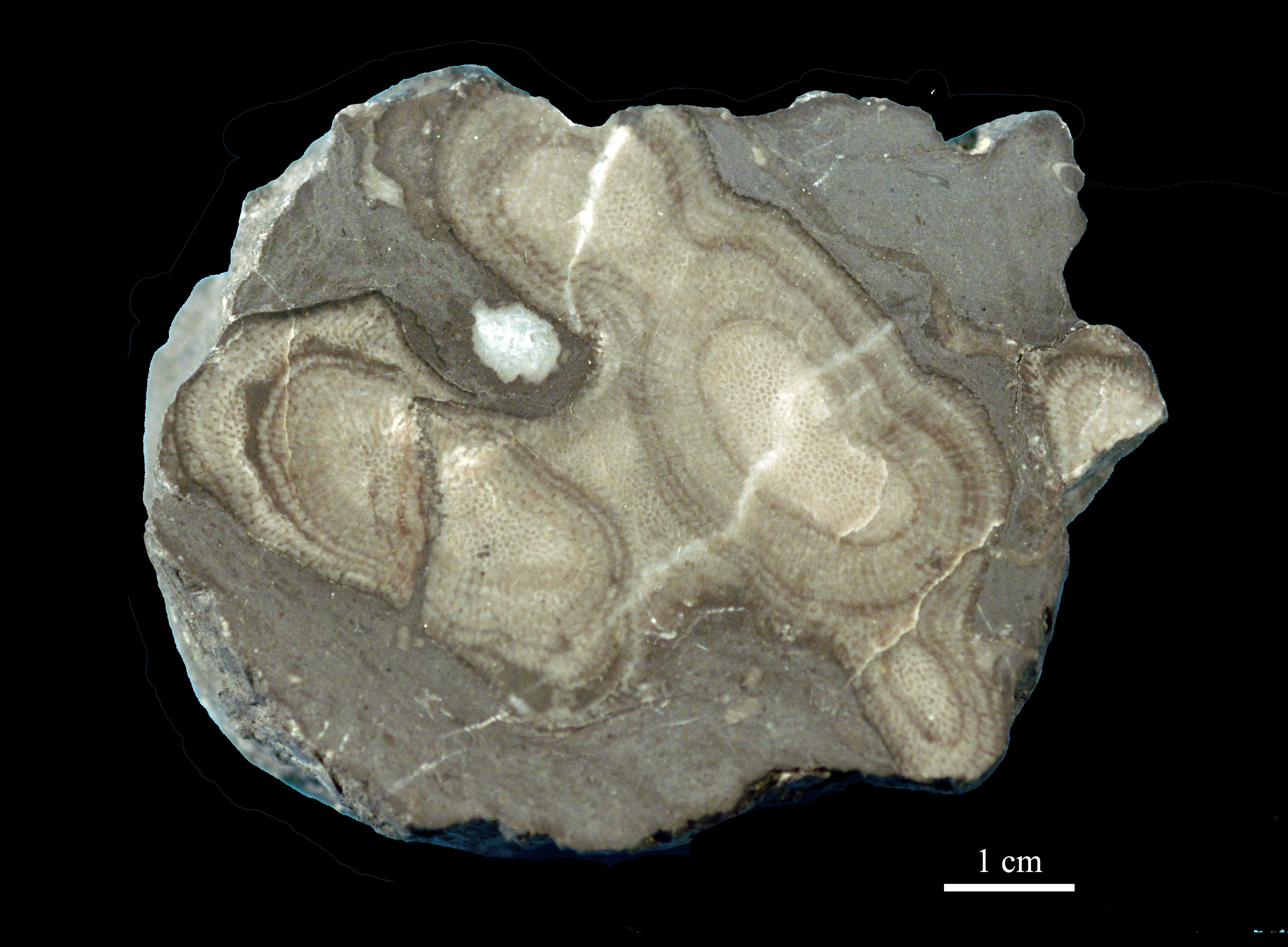 alveolites-1 (UL-C 0016)
