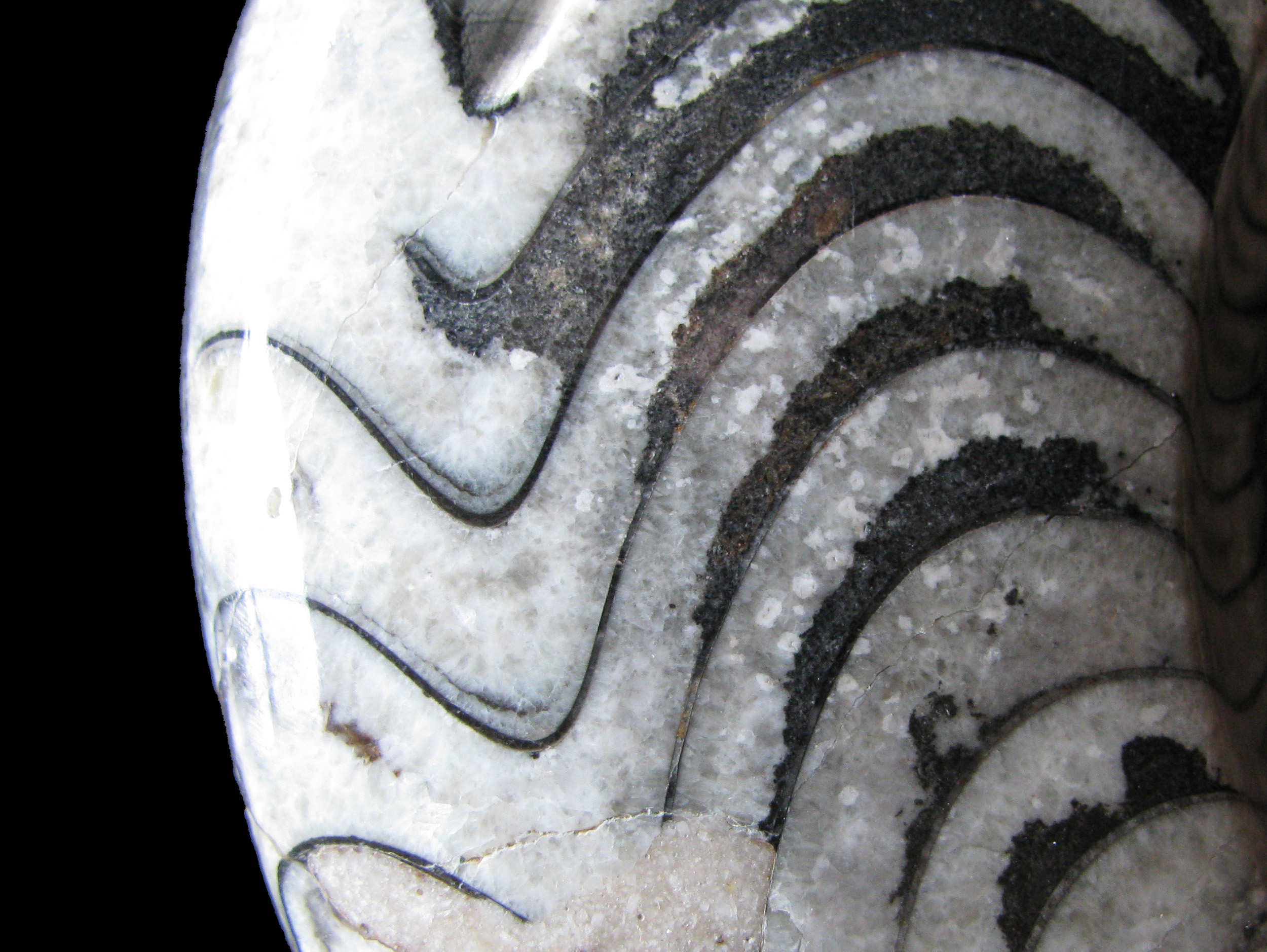 goniatite-5 (UL-M 0002)