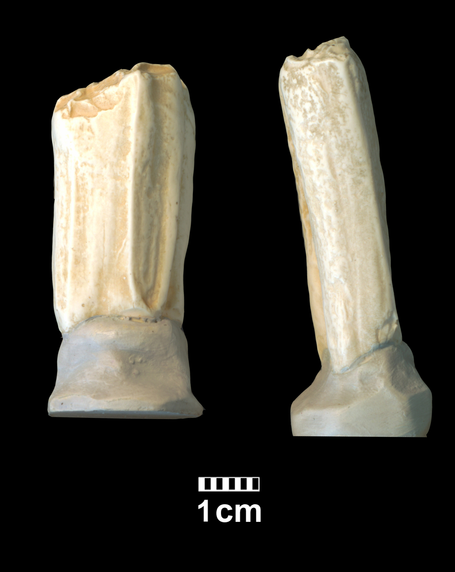 hipparion_cf-_dietrichi-2 (M510-MMTT13)