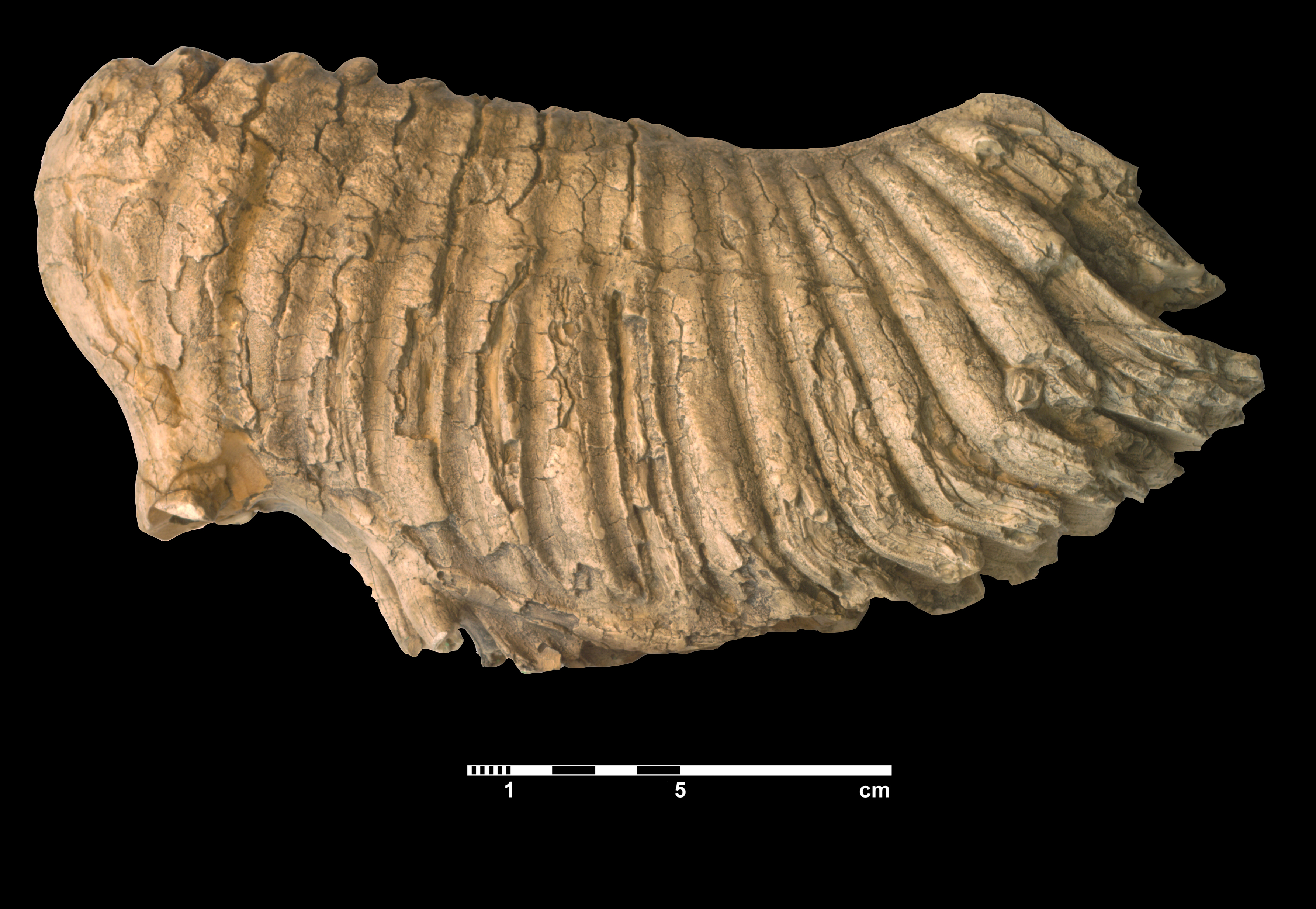 mammuthus_meridionalis-2 (M93)