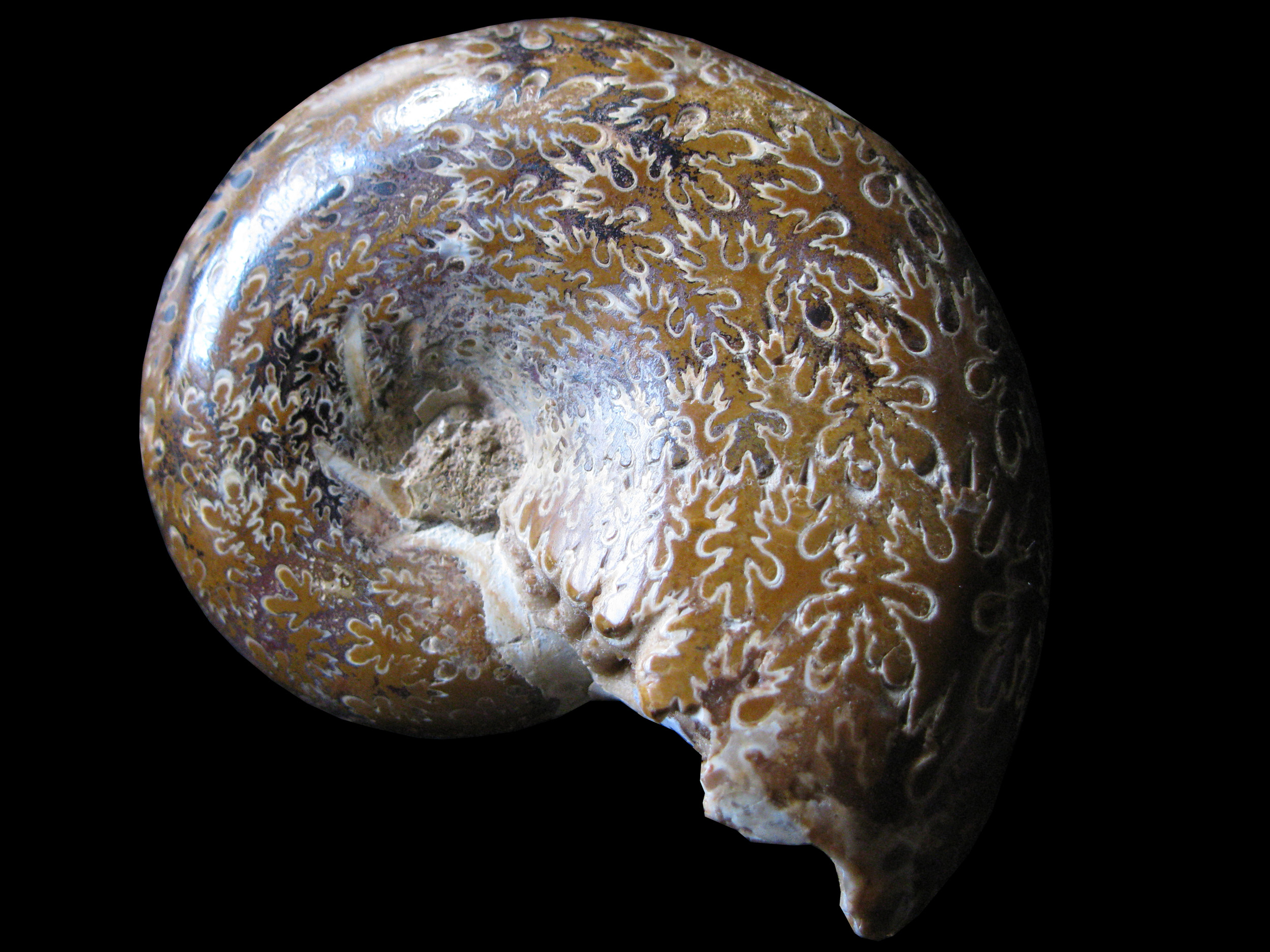 phyllopachyceras-1 (UL-M 0007)