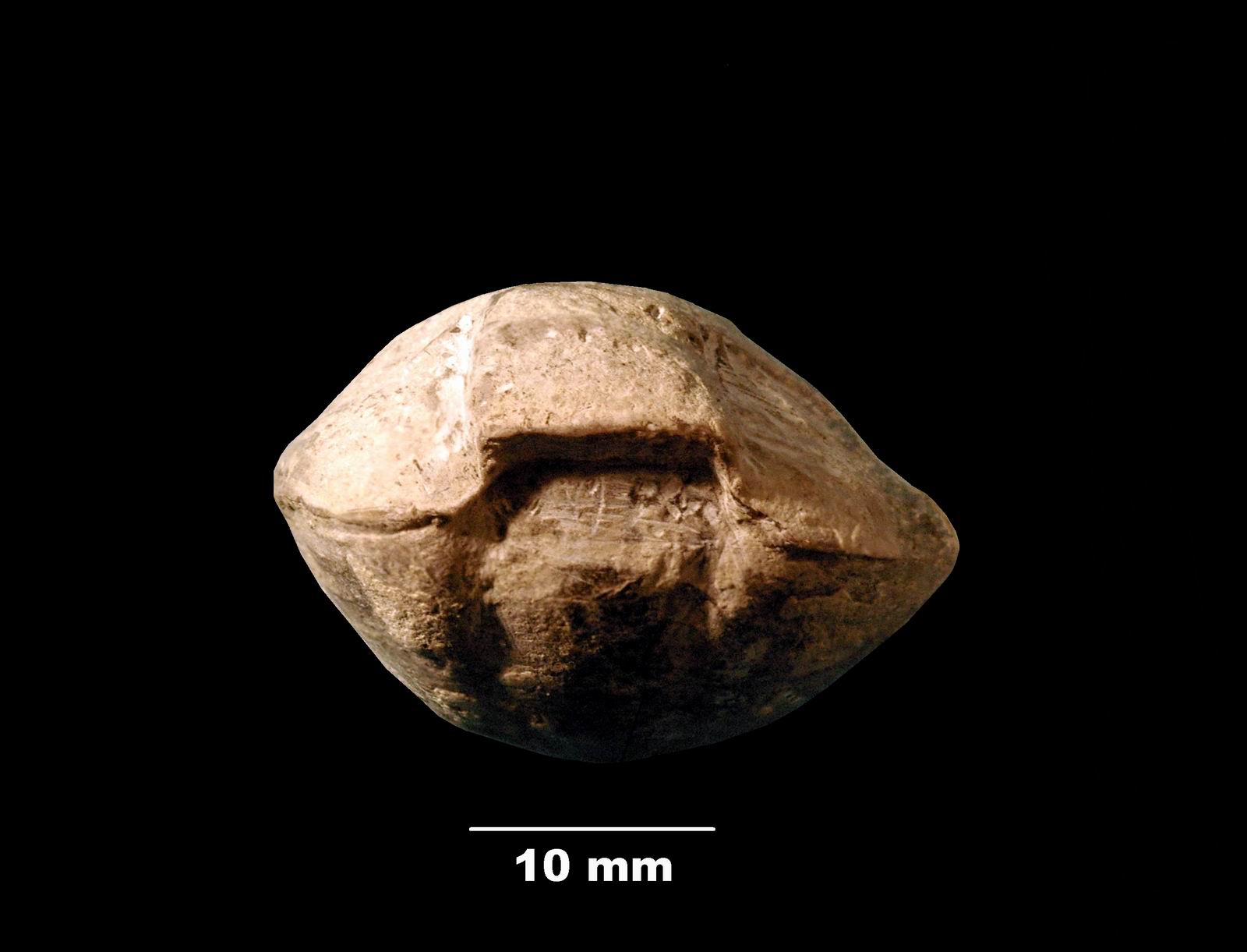 coenothyris_vulgaris-4 (UL-B 00003)