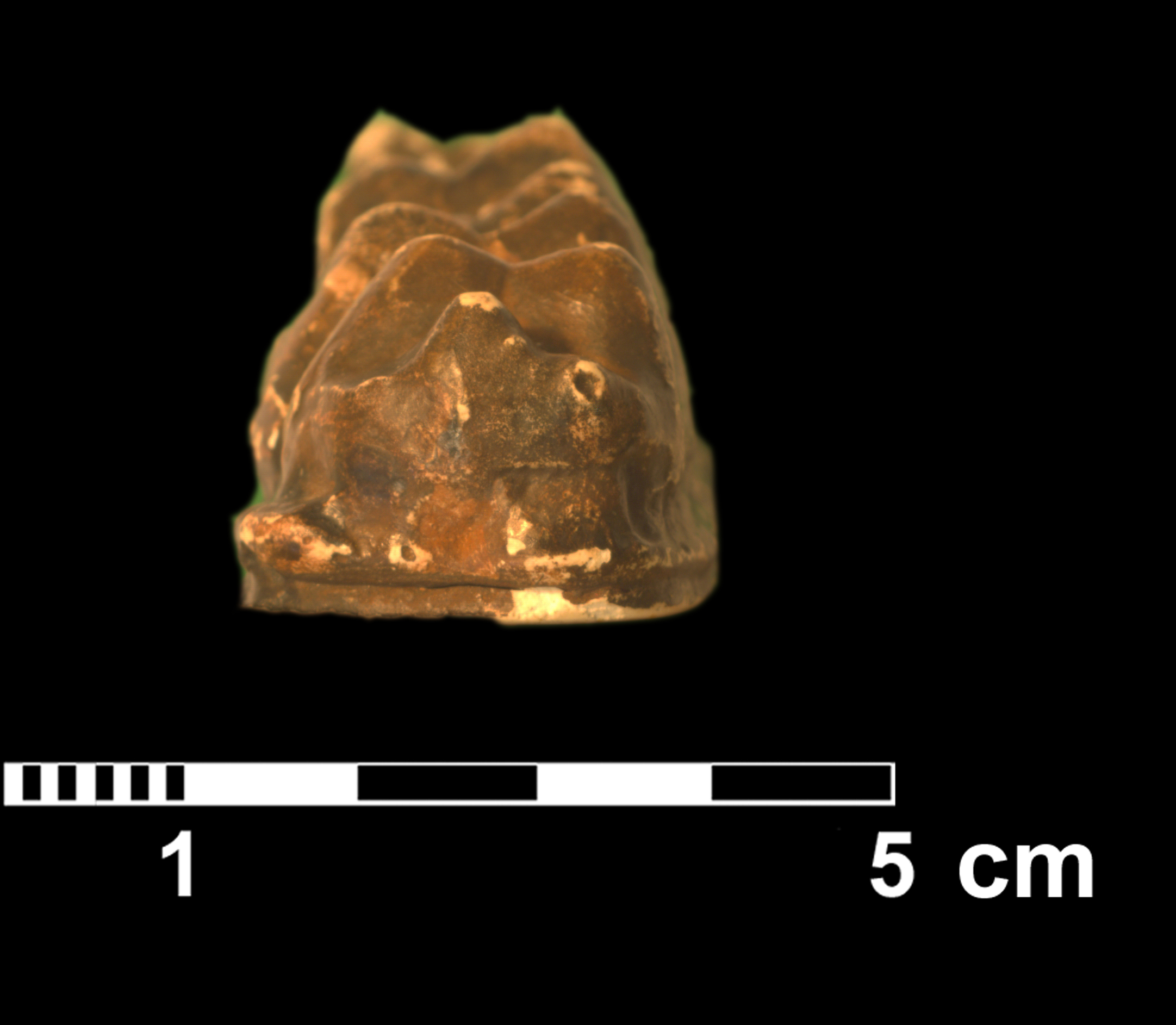 moeritherium_sp-_aff-_lyonsi-4 (VTP13)