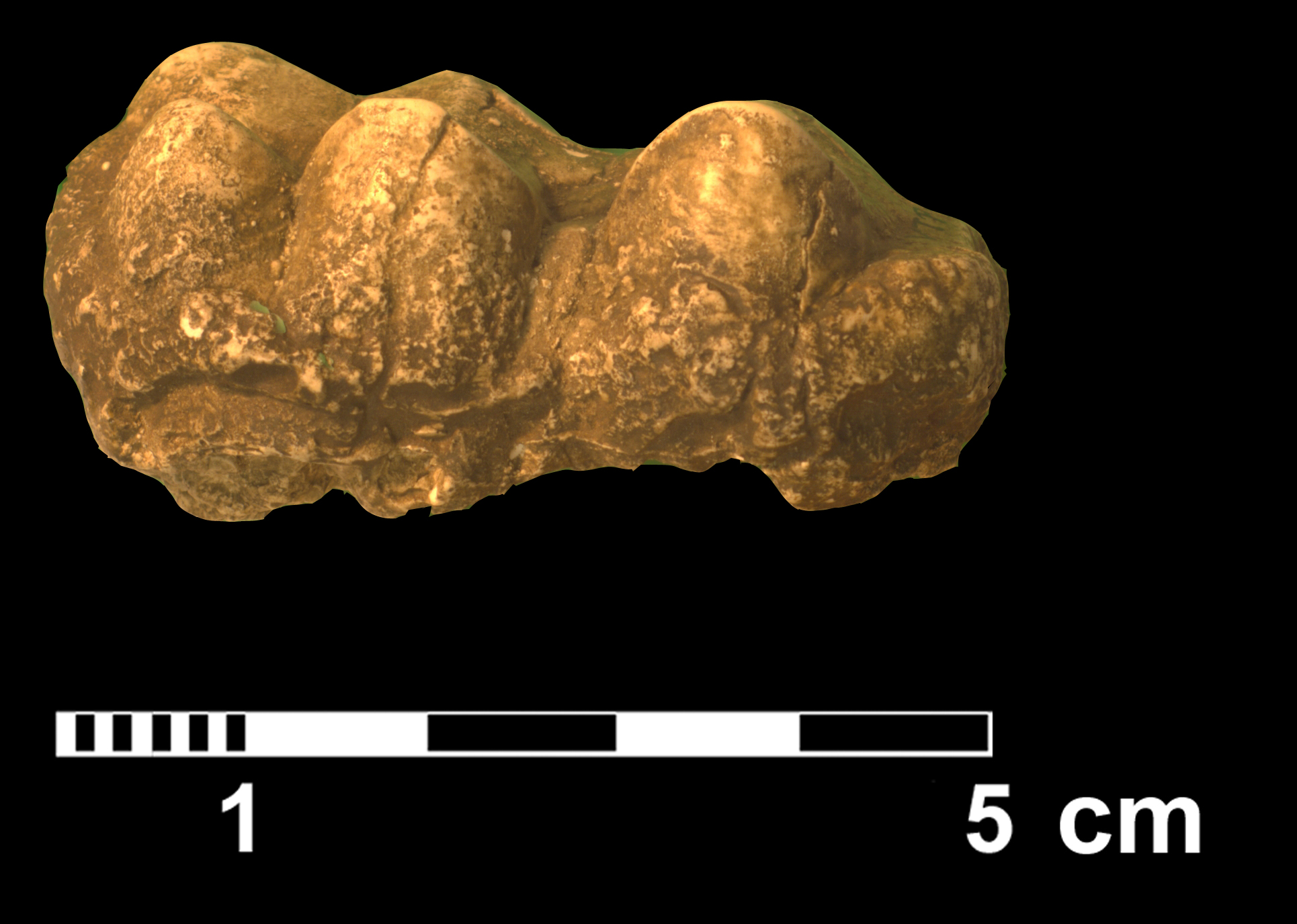 gomphotherium_sp2-3 (VTP24)