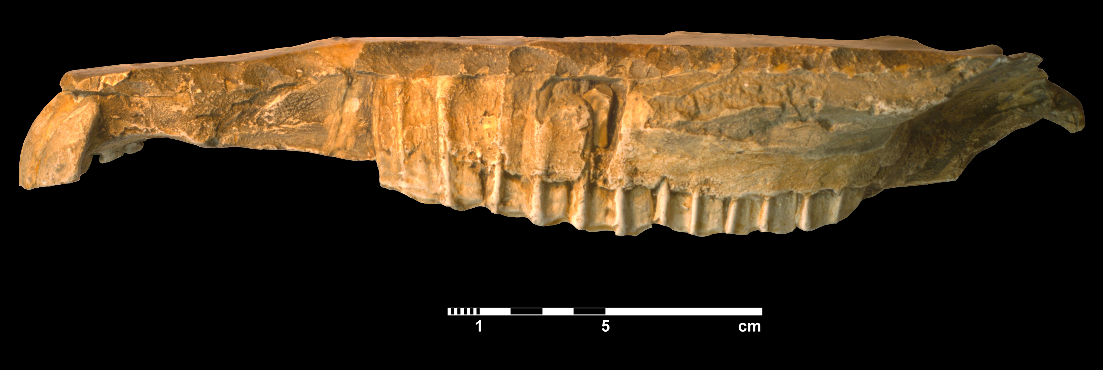 hipparion_dietrichi-2 (510-MMTT3)