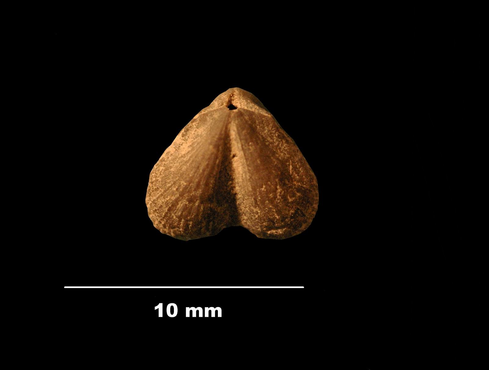 camerothyris-1 (UL-B 00045)