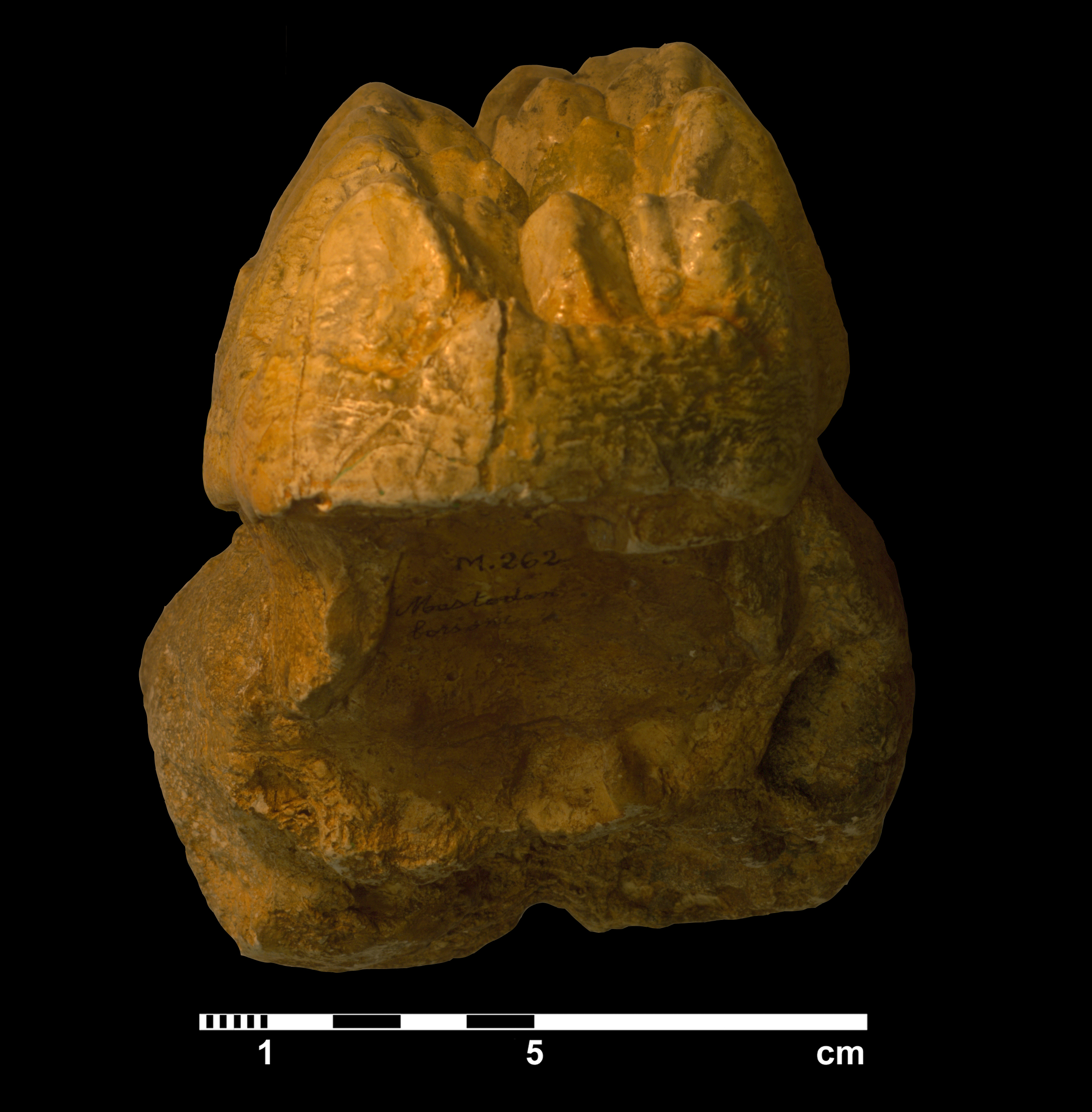 mammut_borsoni-5 (M262)