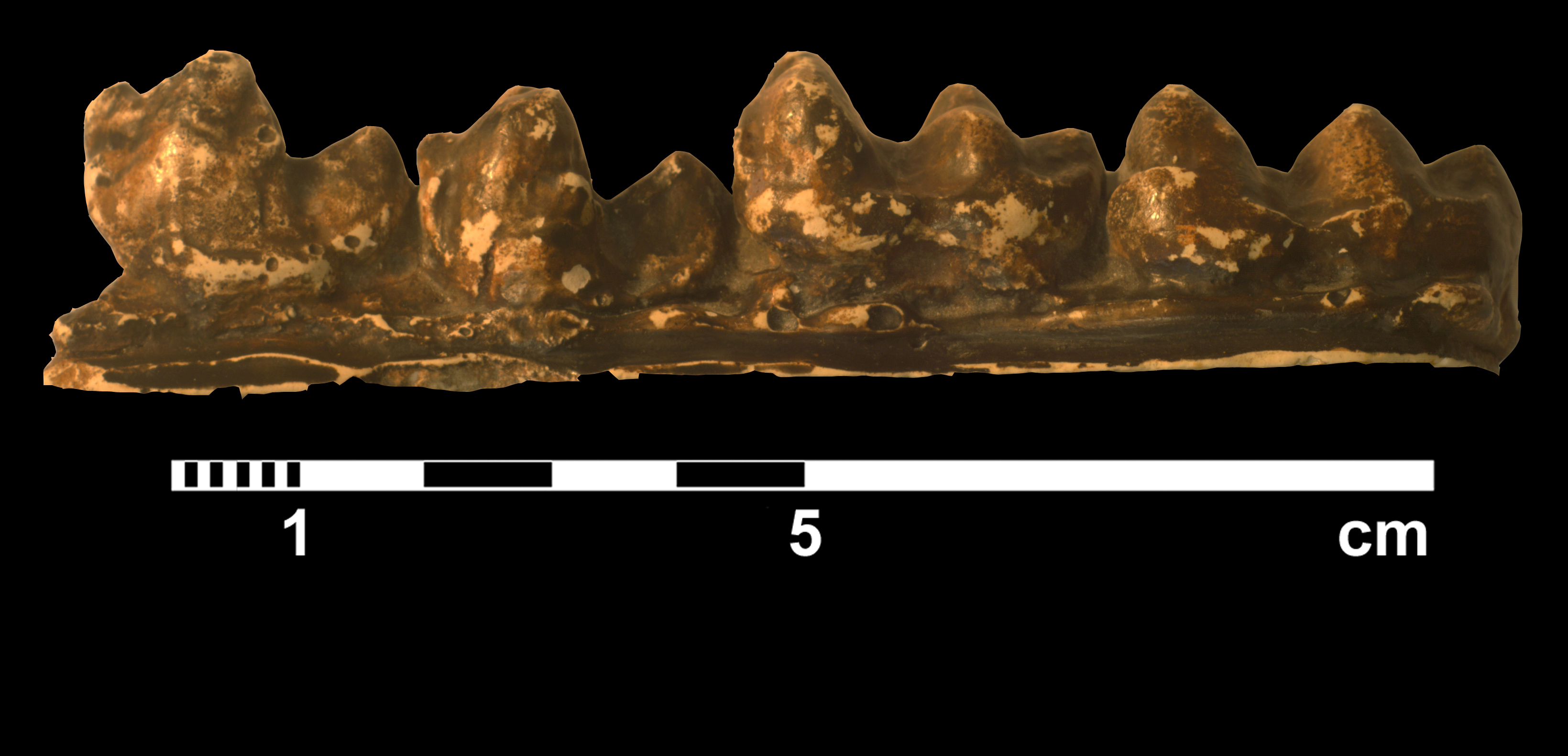 moeritherium_sp-_aff-_lyonsi-2 (VTP13)