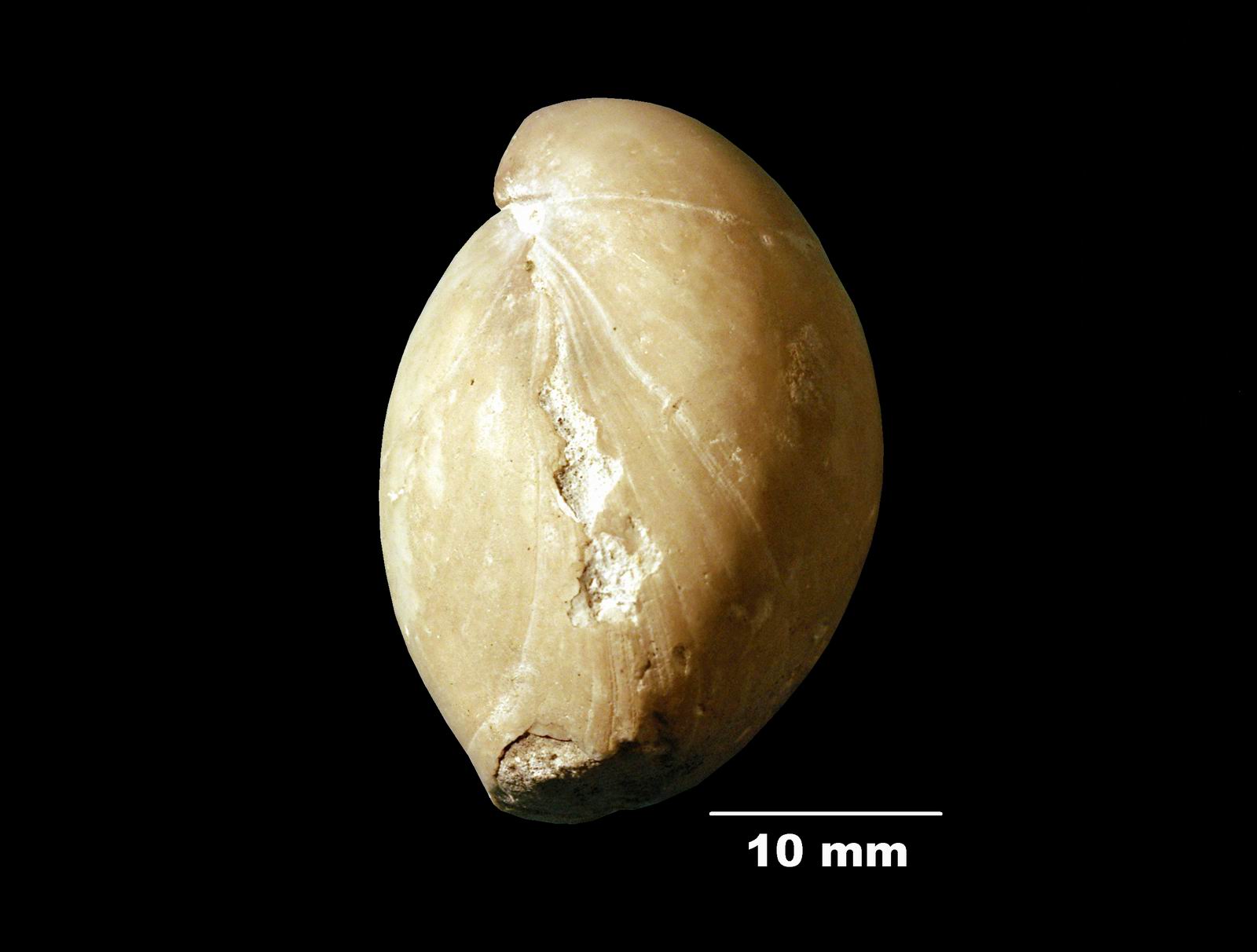 zeillerioidea-3 (UL-B 00043)