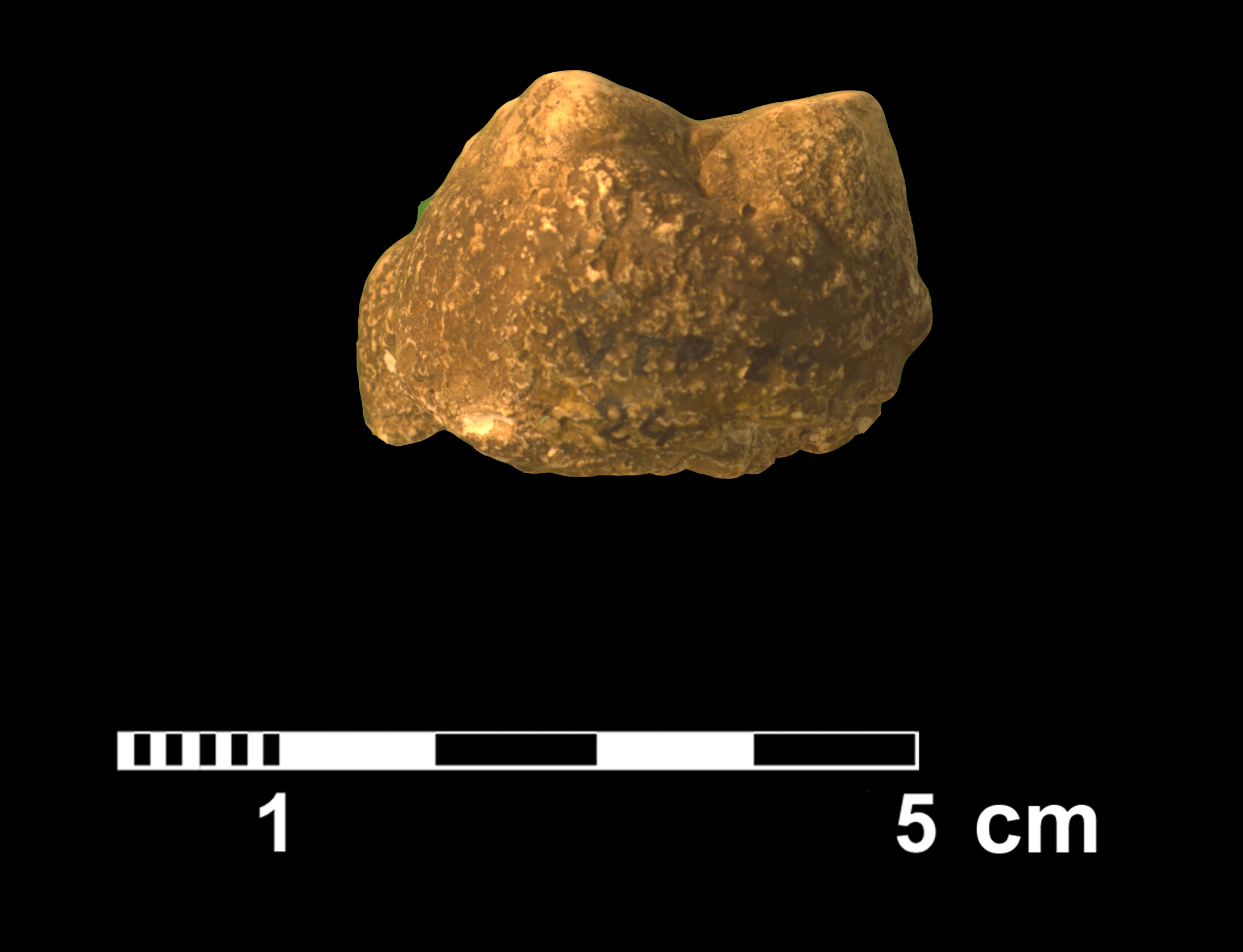 gomphotherium_sp2-5 (VTP24)