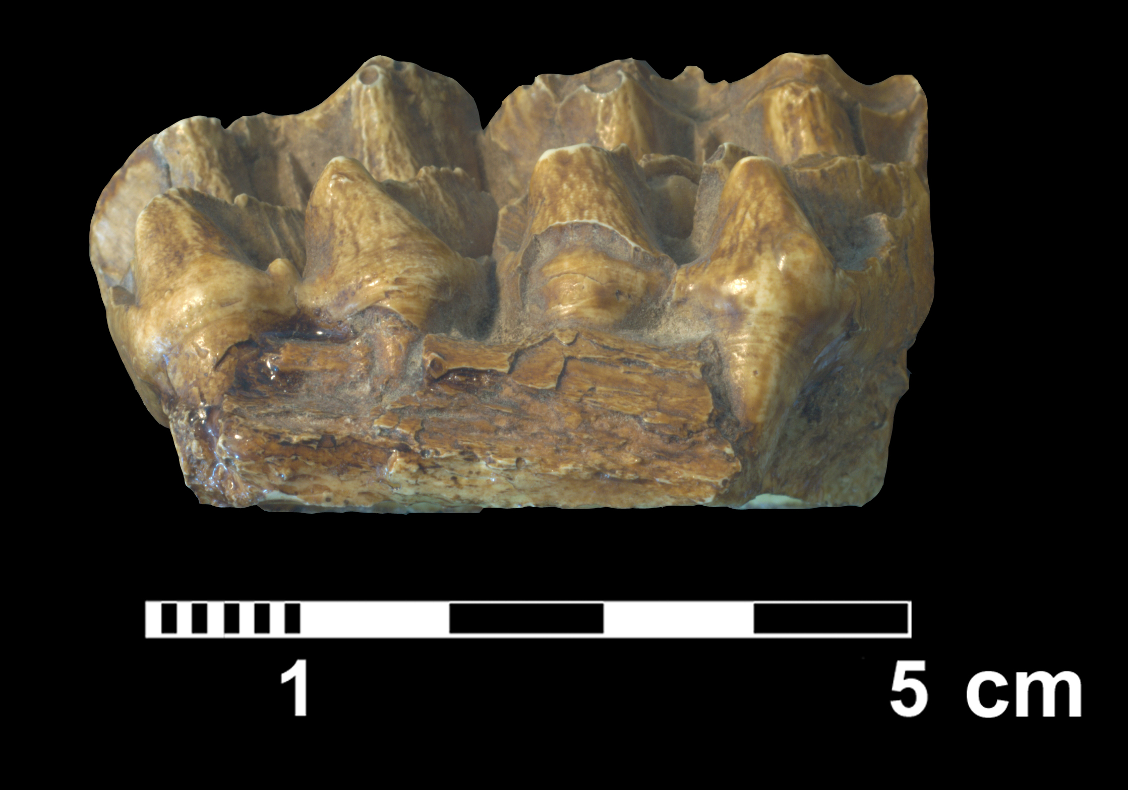 parahippus_sp-3 (M270)