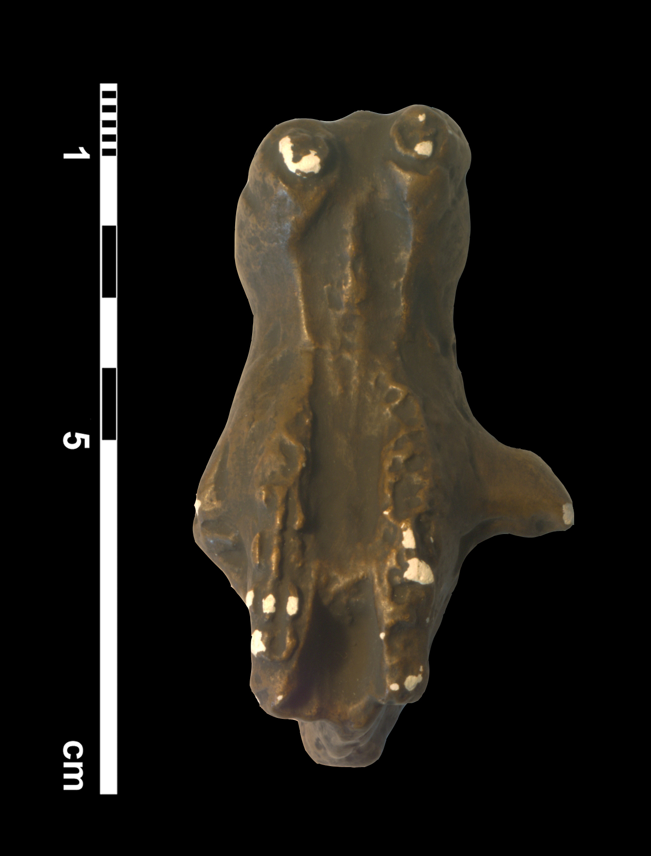 tritylodon_longaevus-4 (C200)