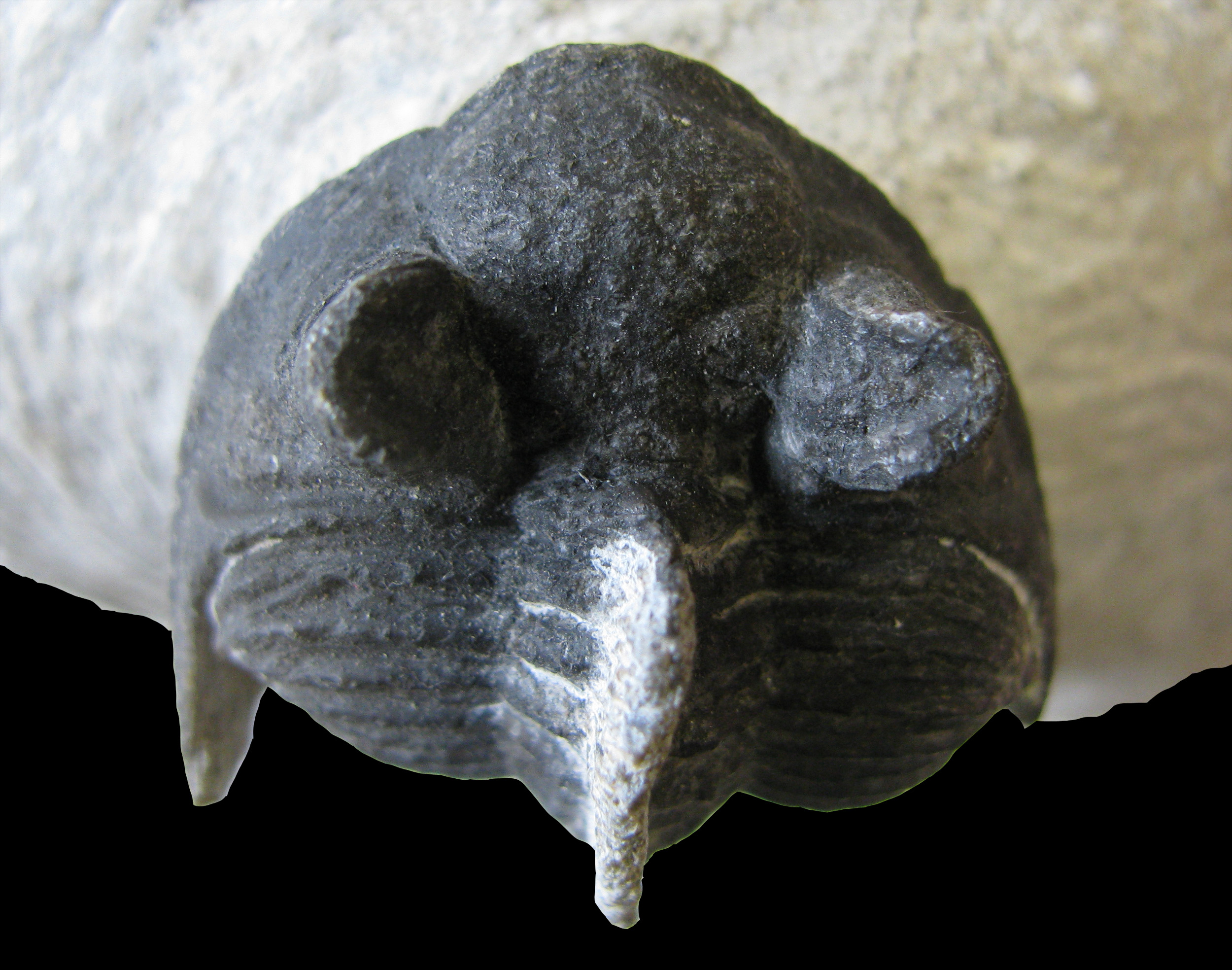 erbenochile-3 (UL-A 0010)