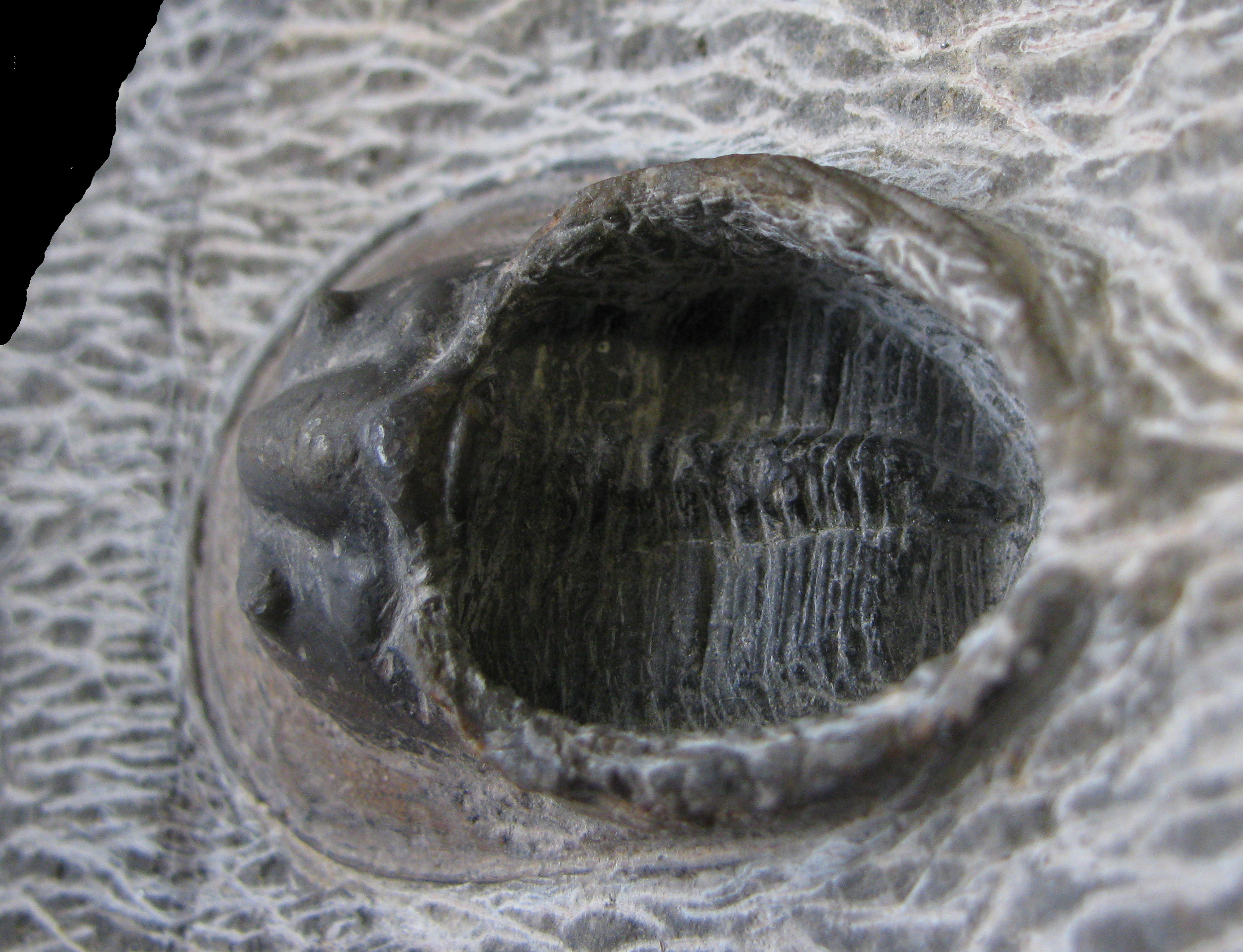 paraharpes-5 (UL-A 0006)