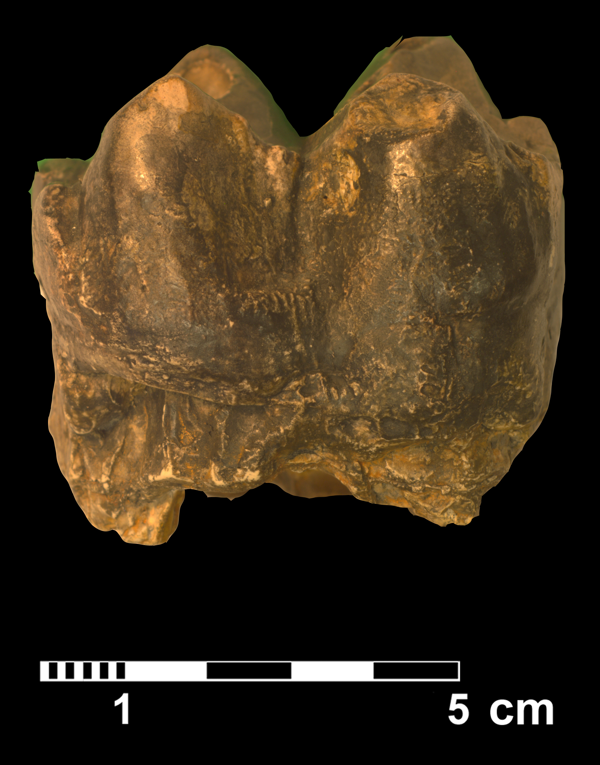 deinotherium_sp-4 (VTP6)