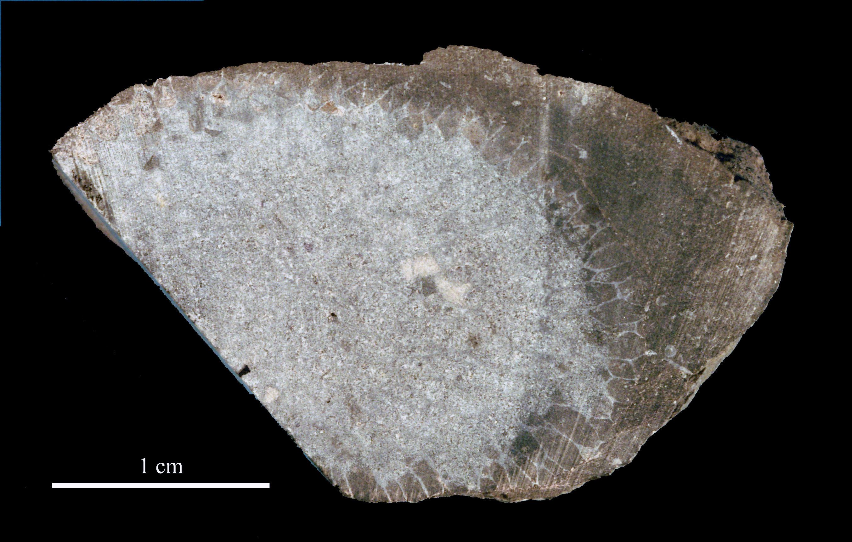 favosites-8 (UL-C 0005)