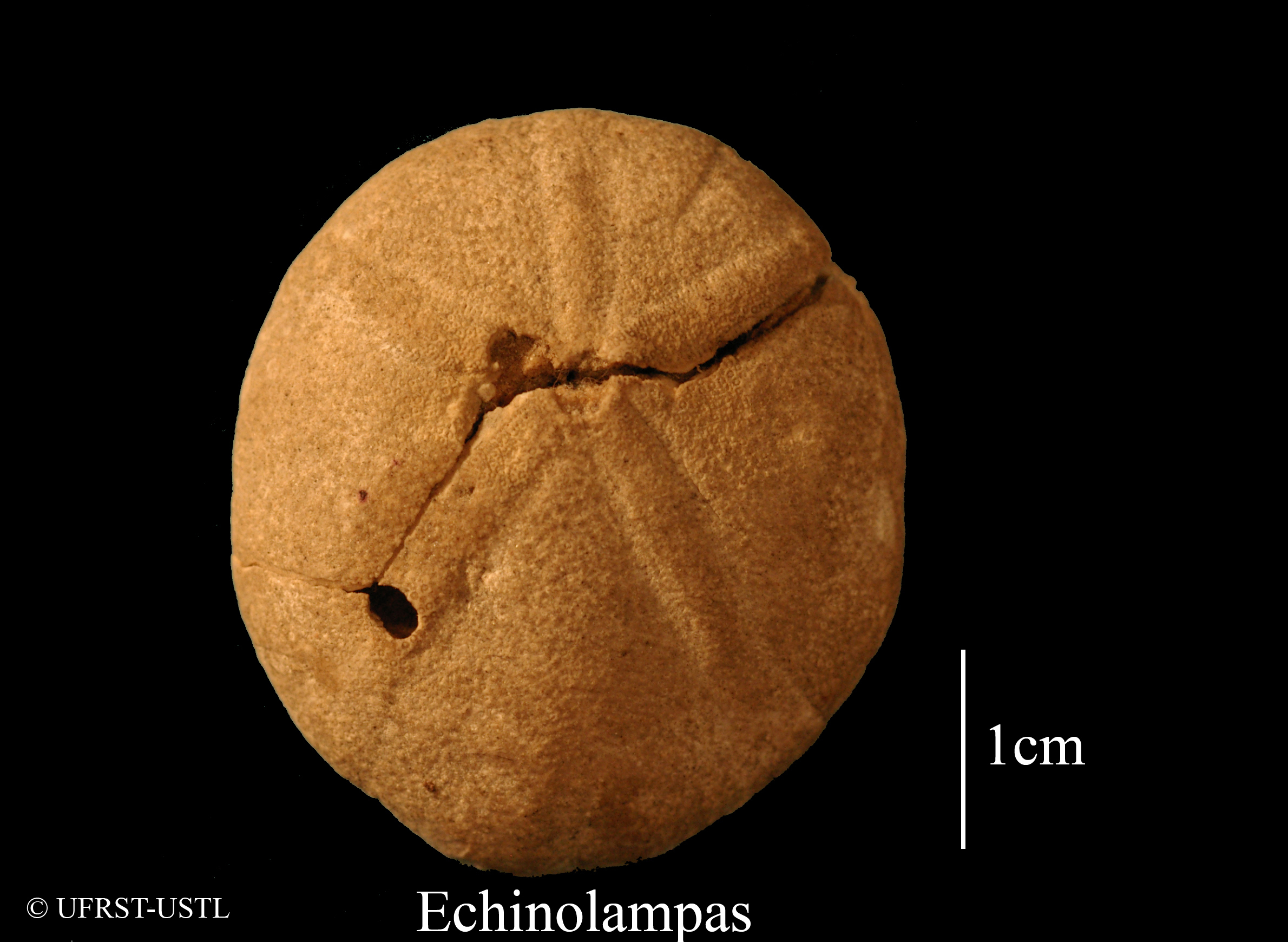 echinolampas_-isolampas-1 (UL-E 0113)