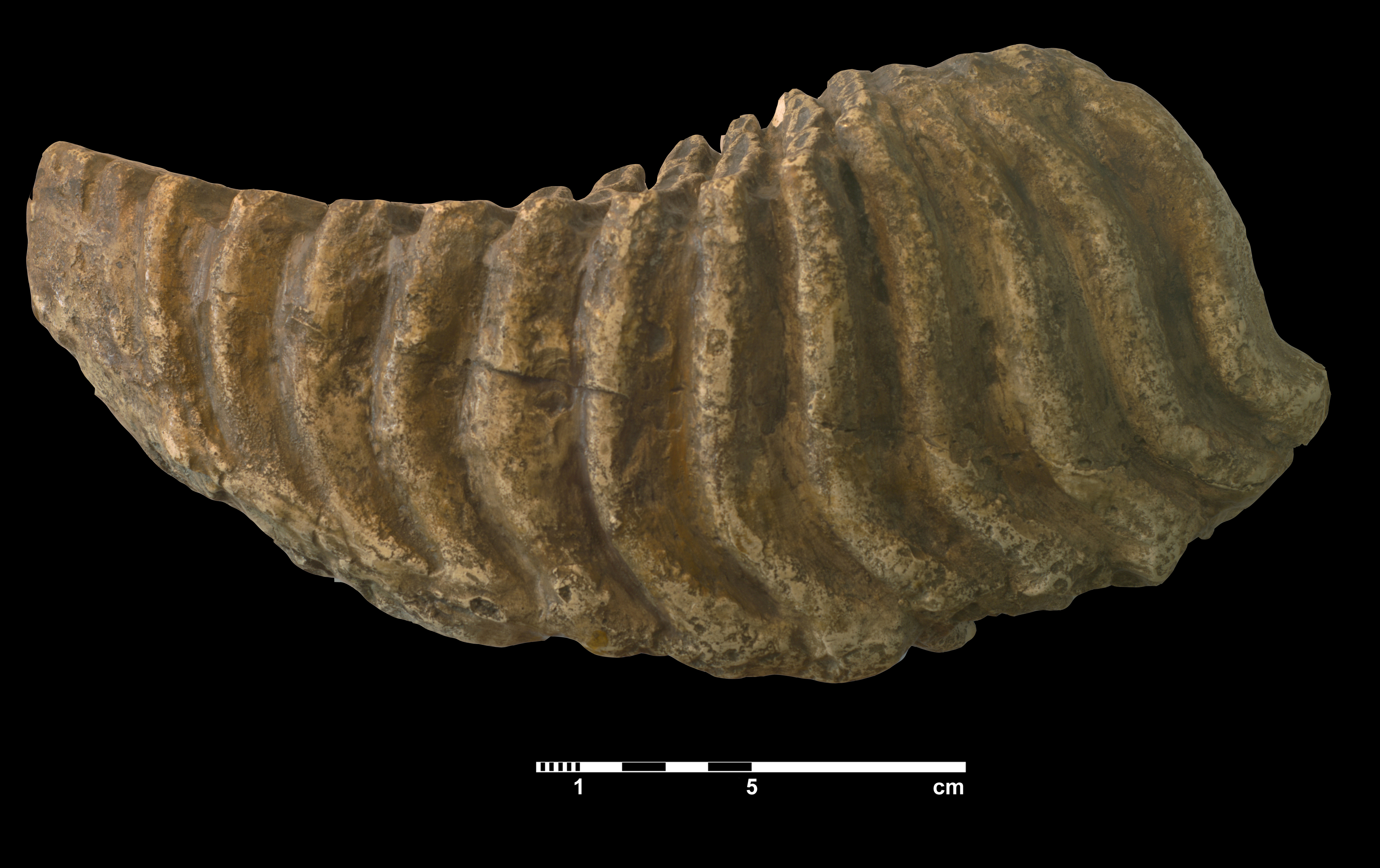 elephas_antiquus1-2 (M94)