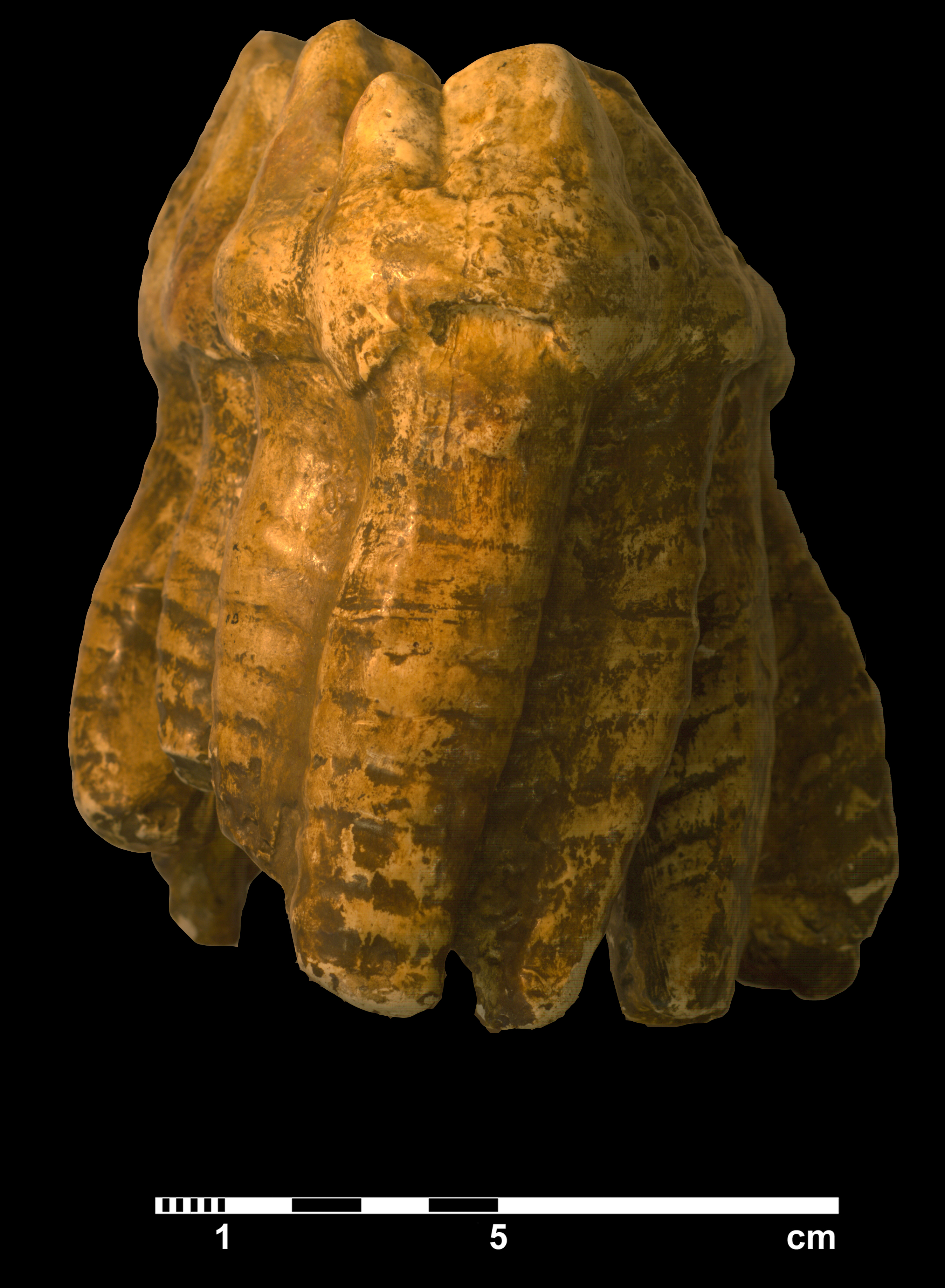 mammut_americanum-4 (VTP 22)