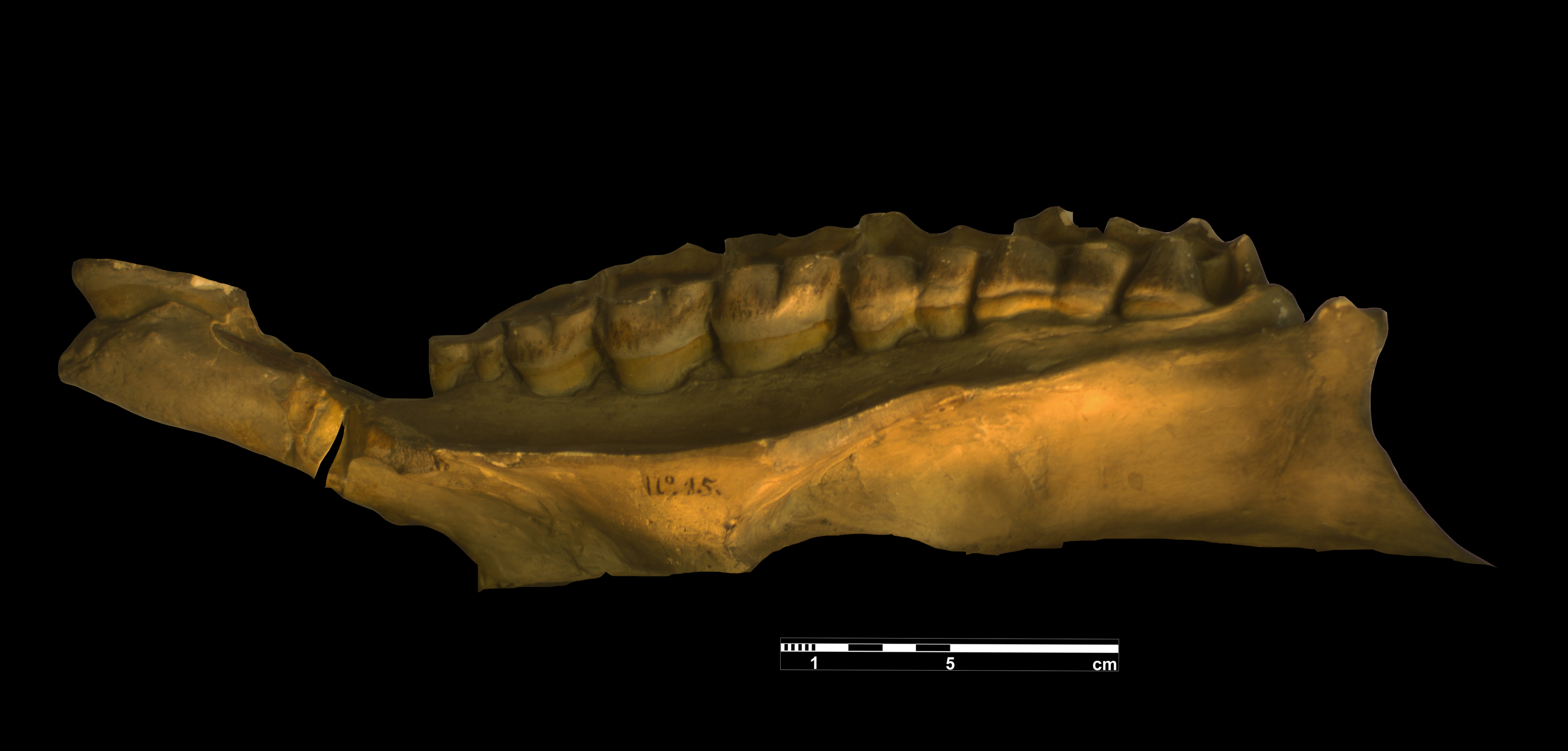 acerathrium_incisivum-12