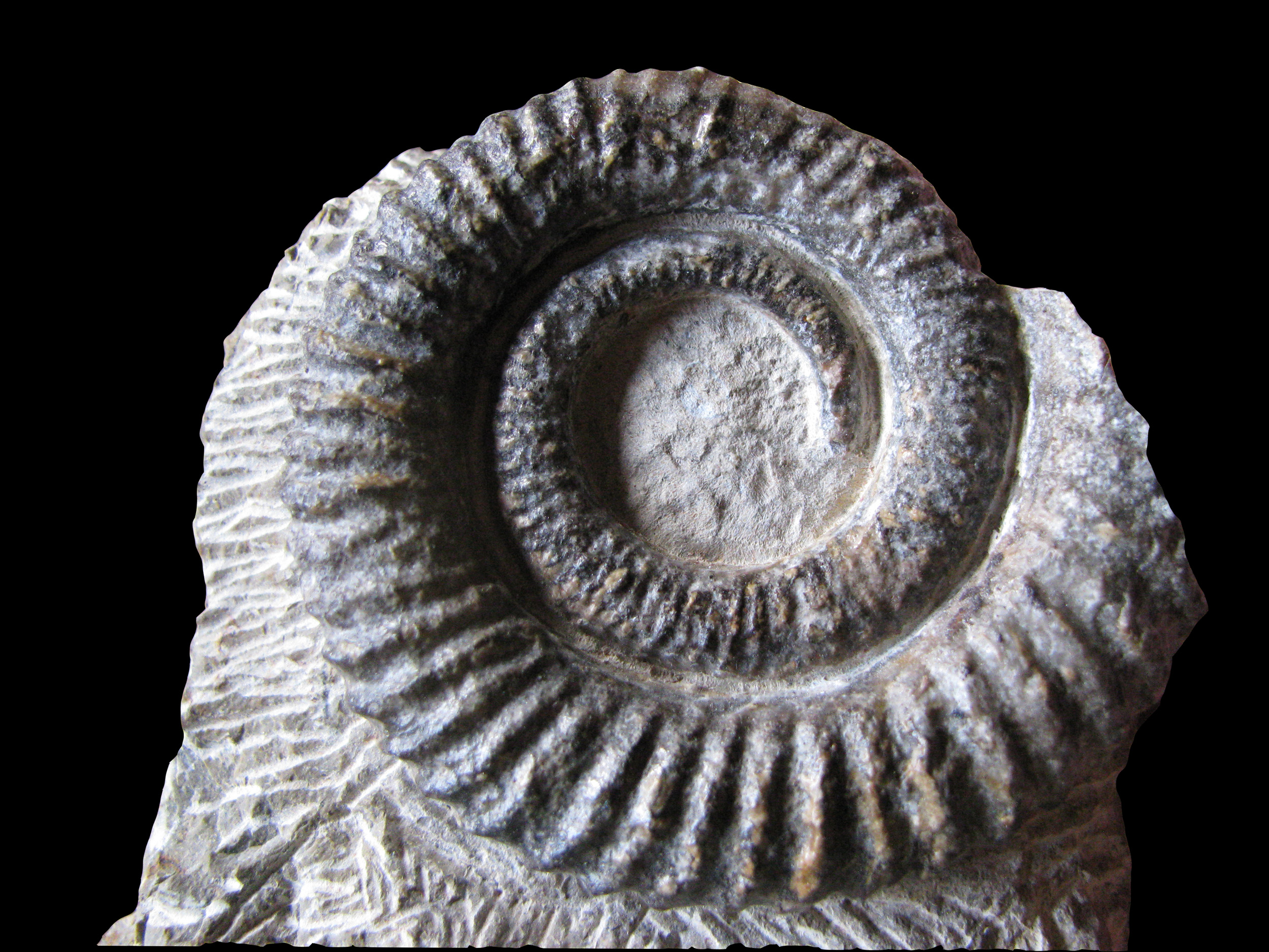 anetoceras-4 (UL-M 0003)