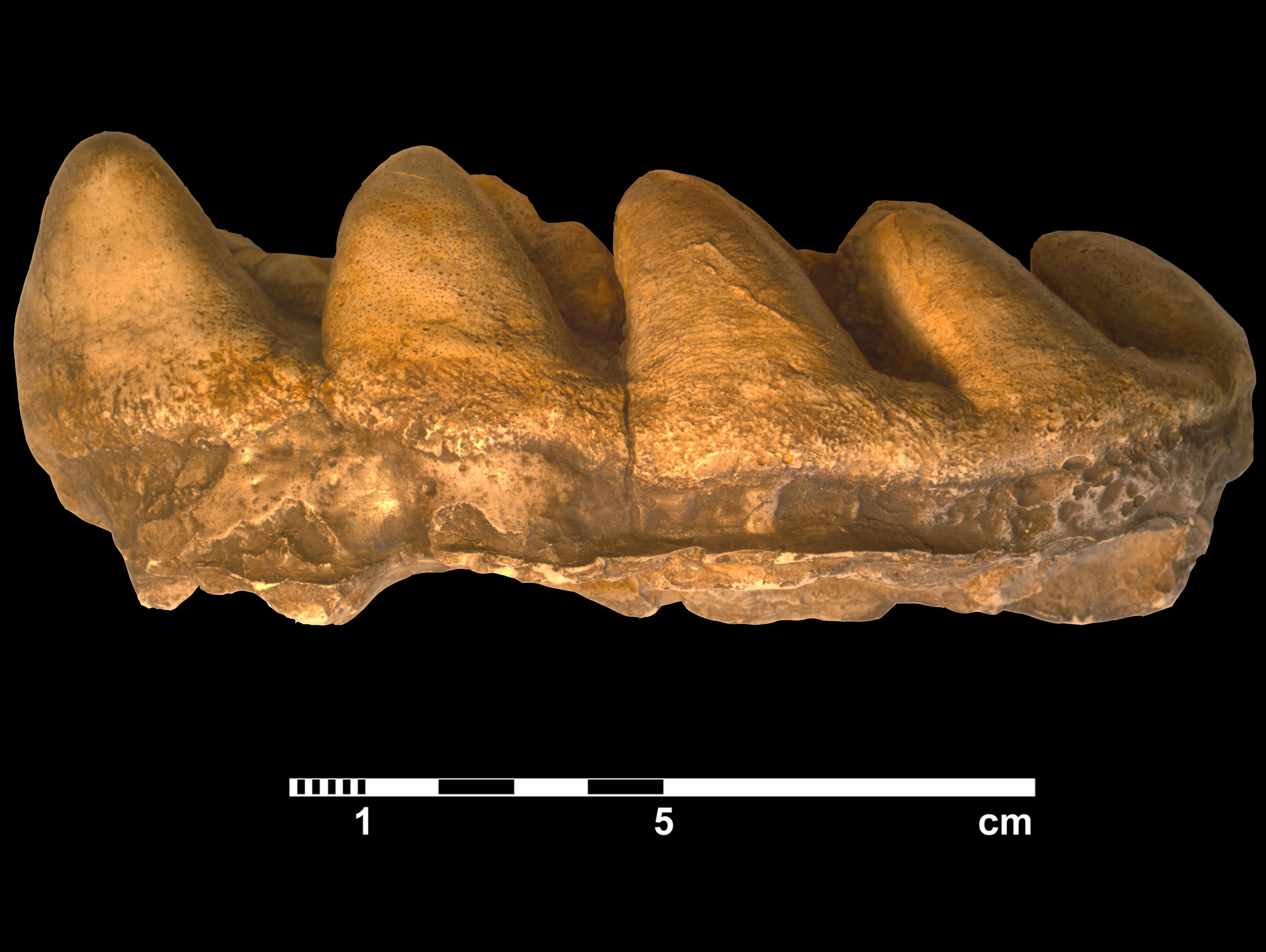 gomphotherium_angustidens-2 (M378)
