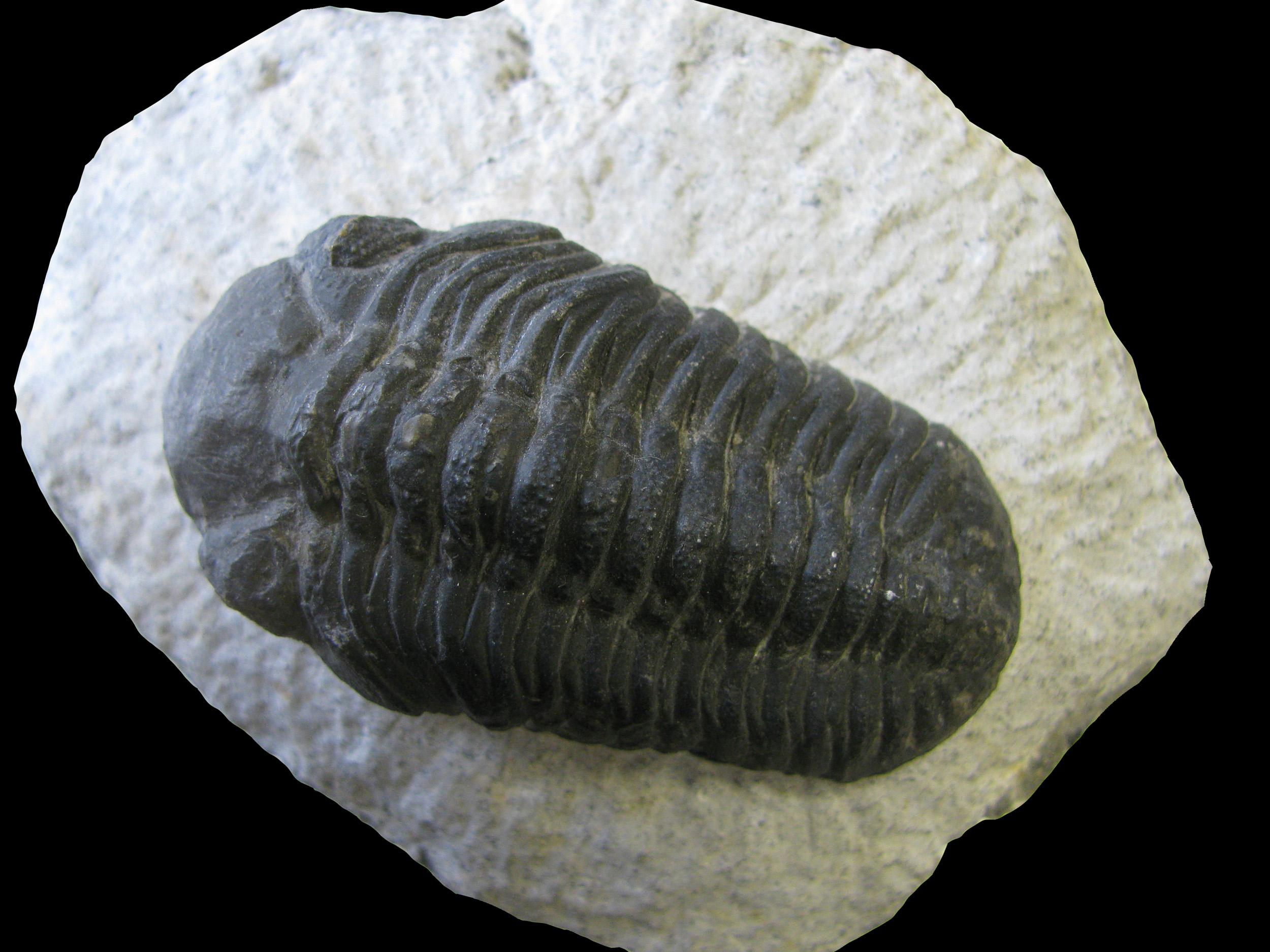 phacops-1 (UL-A 0002)