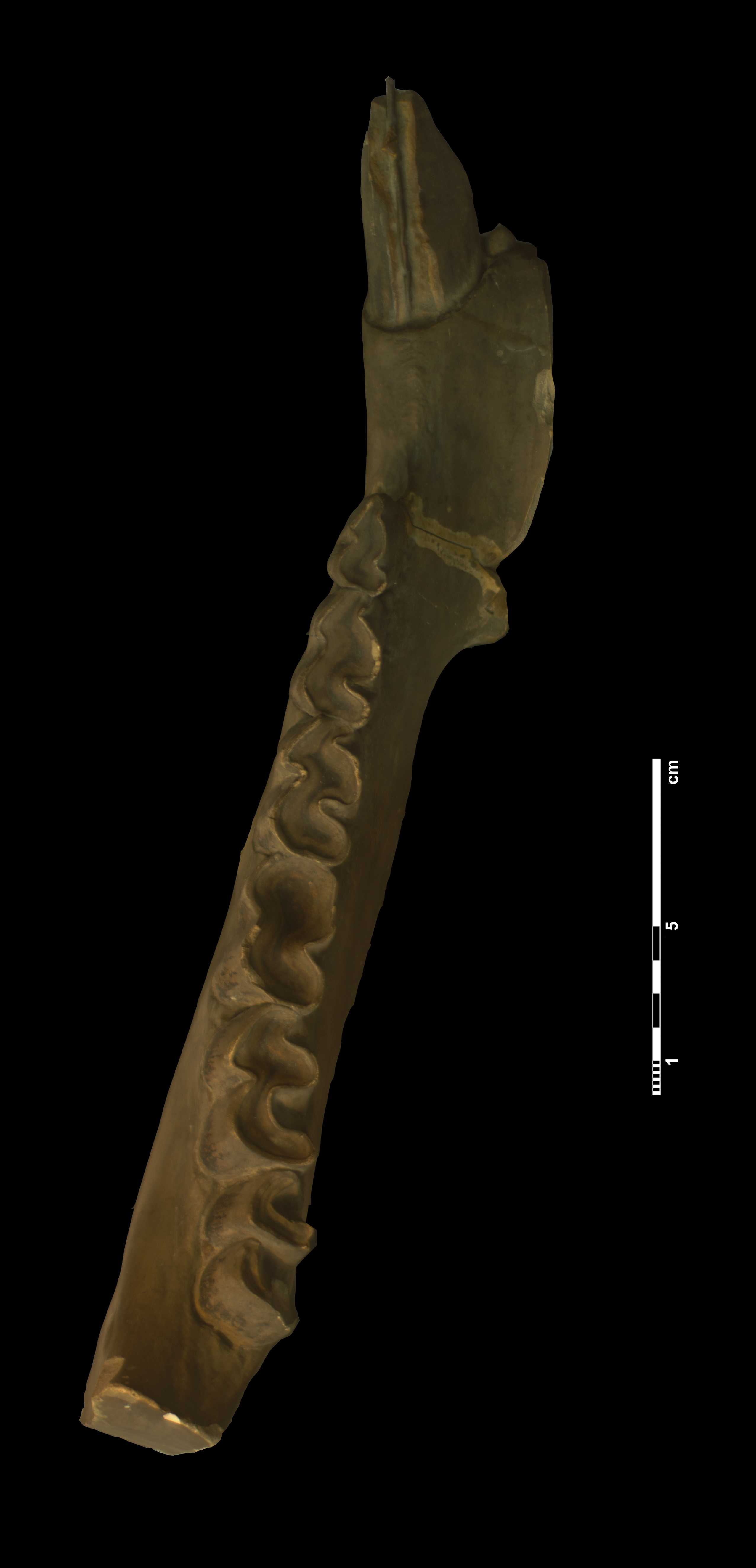 acerathrium_incisivum-1