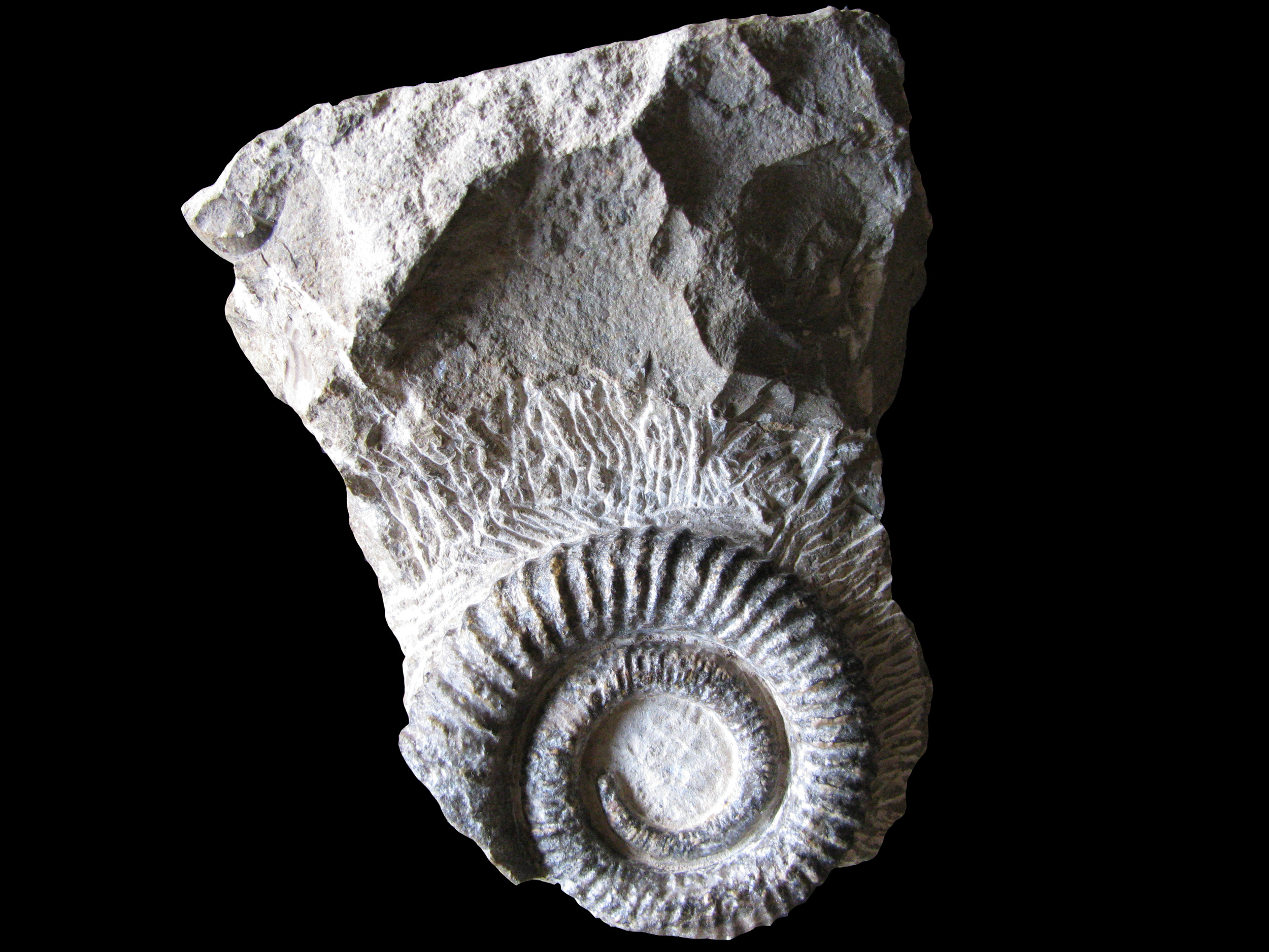 anetoceras-1 (UL-M 0003)