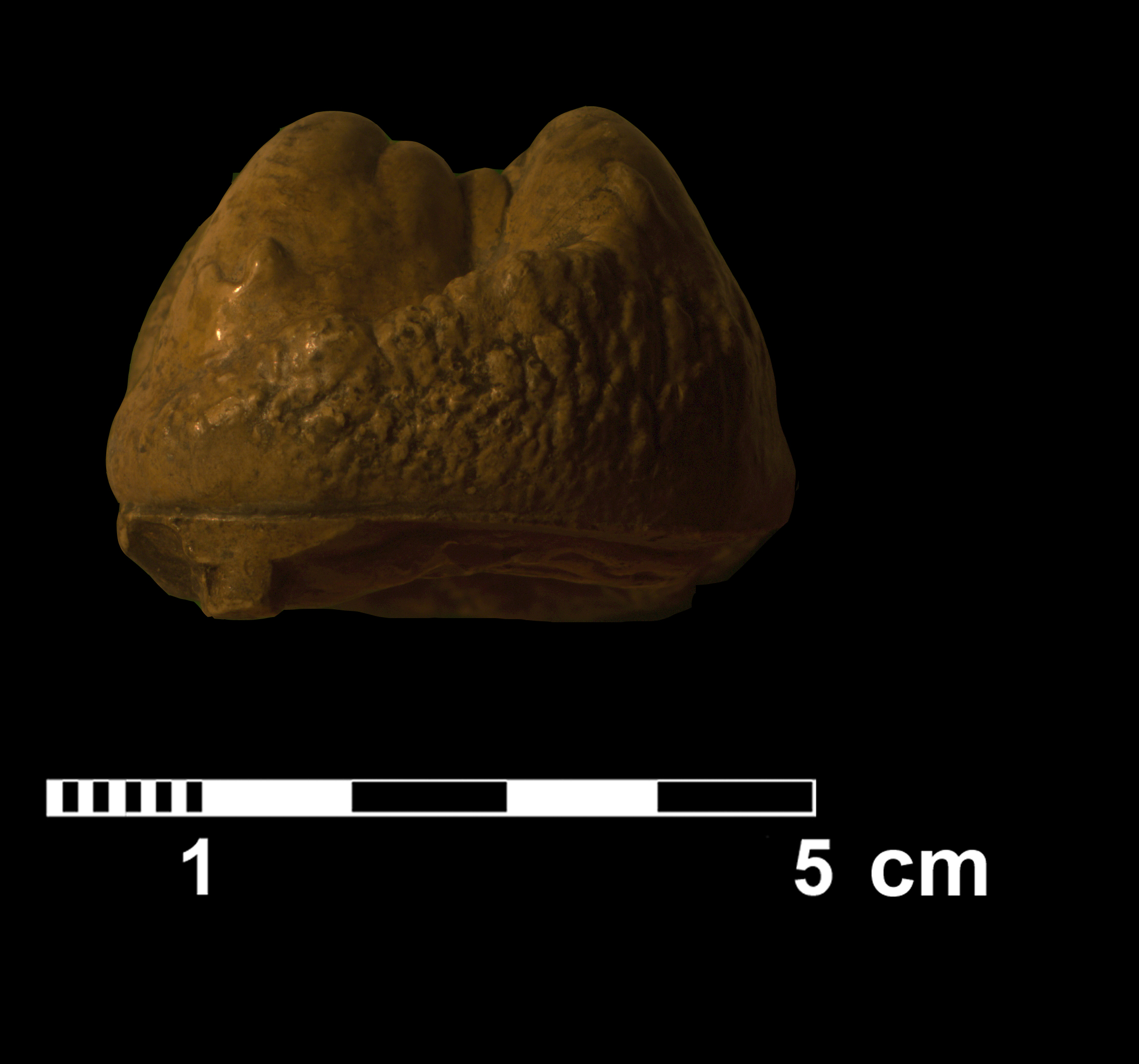gomphotherium_sp3-5 (VTP2)