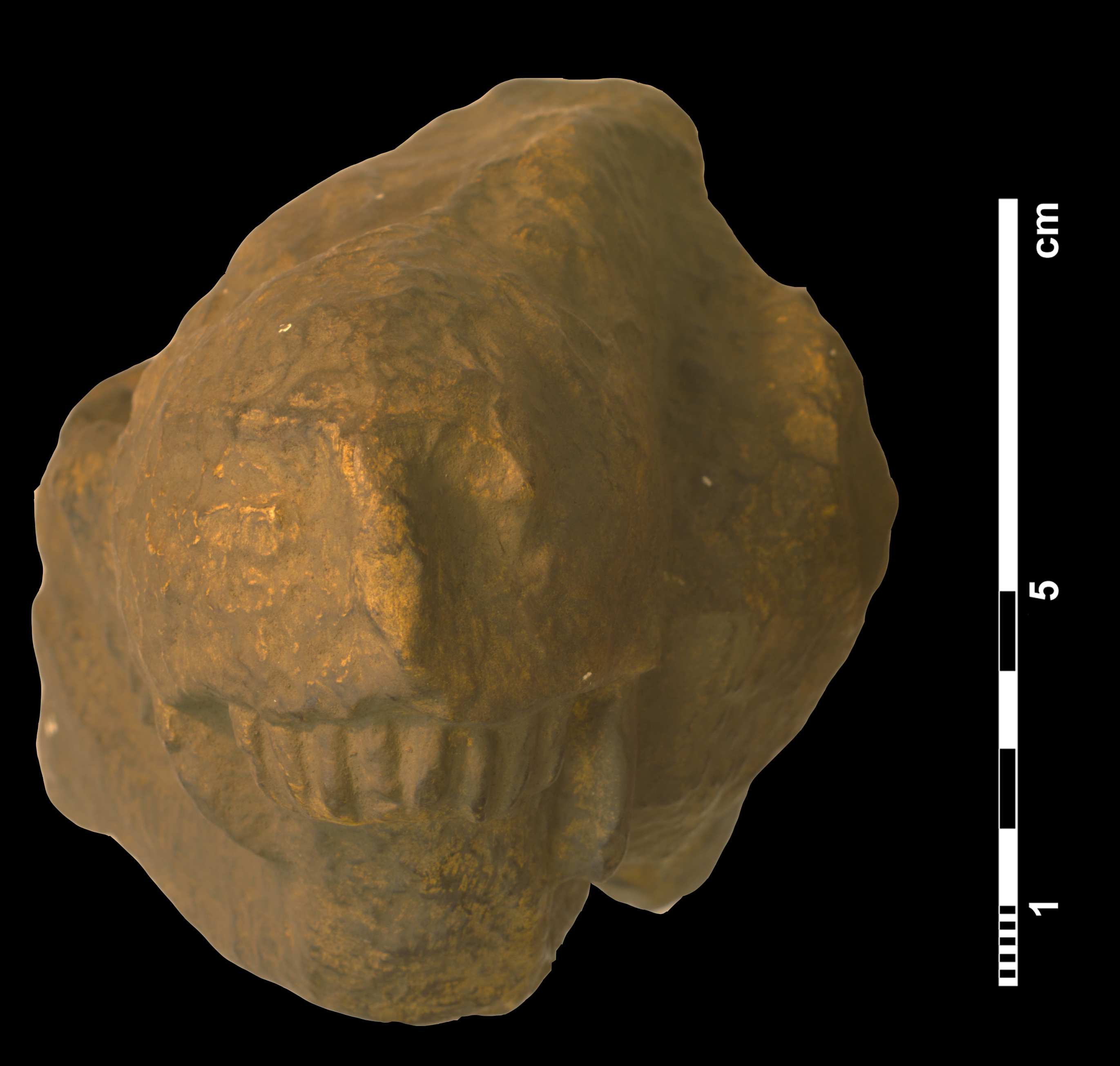 arctognathus_curvimola-5 (C159)