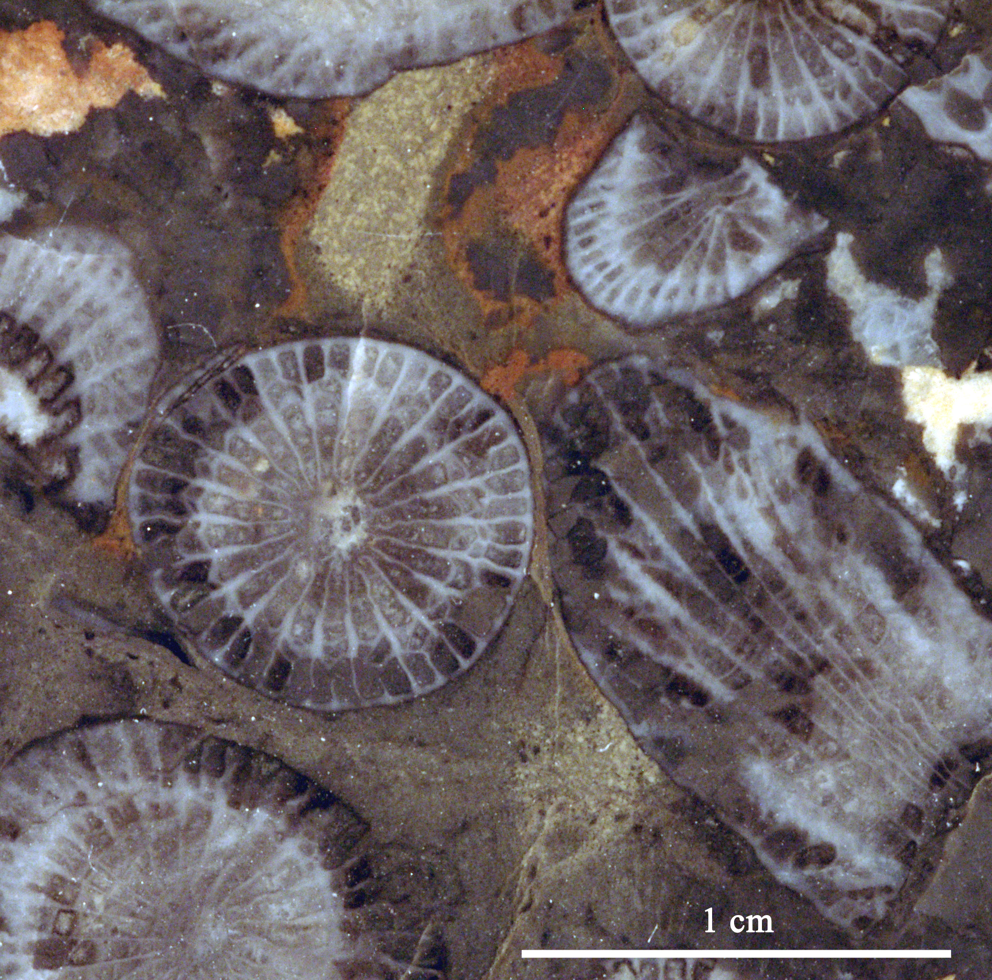 disphyllum-3 (UL-C 0002)